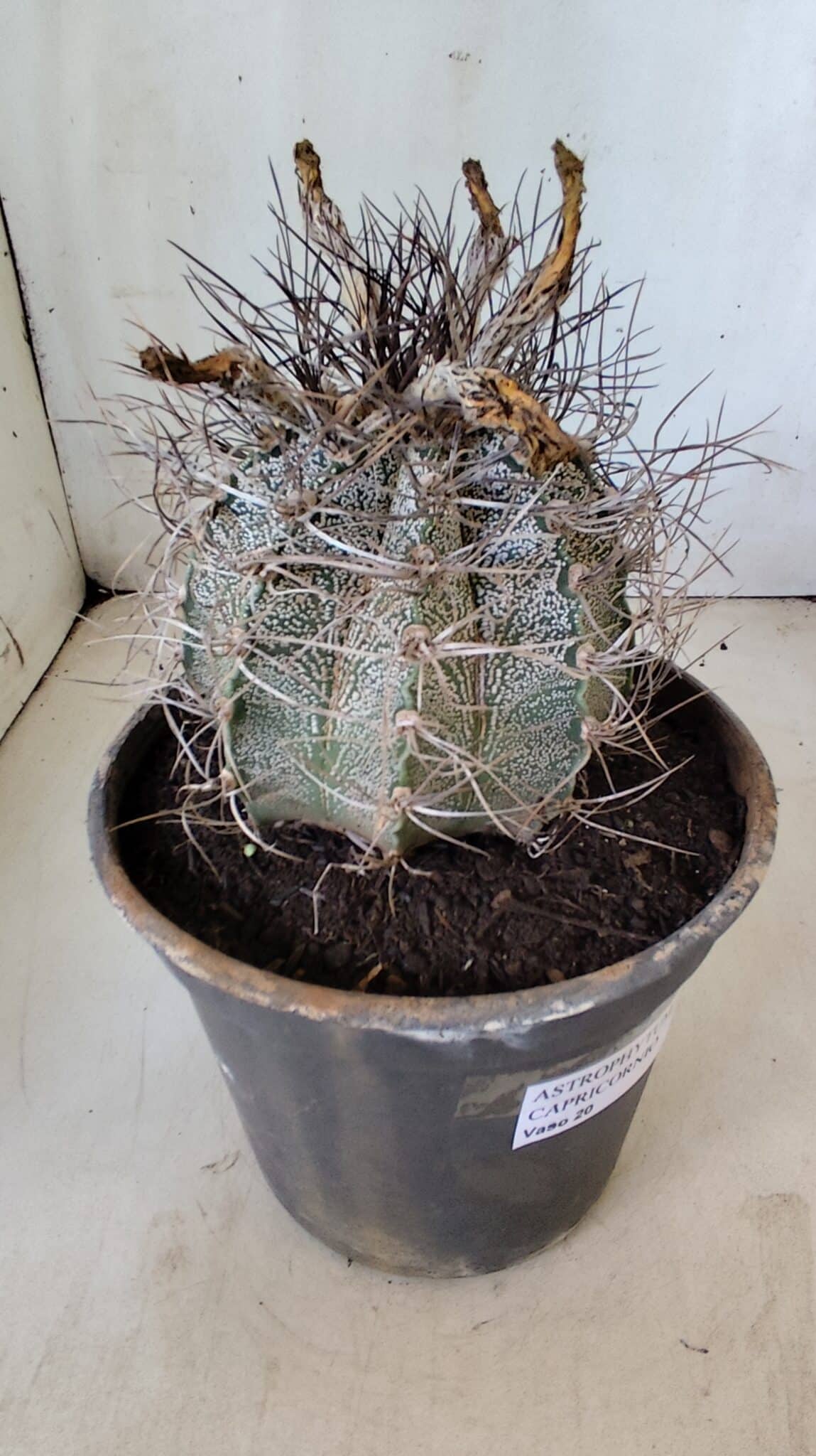 ASTROPHYTUM CAPRICÓRNIO Nº 397 – vaso 20