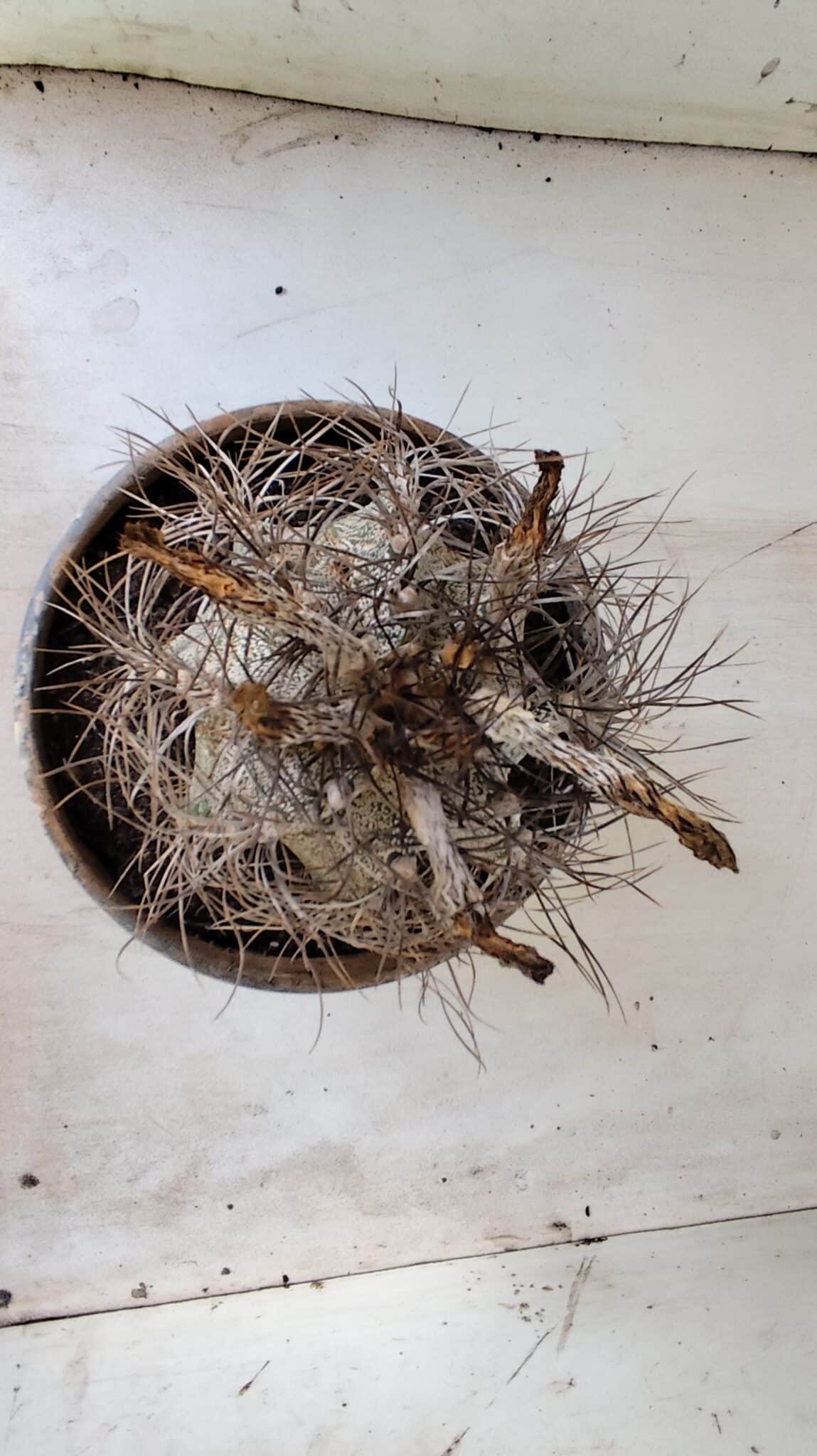 ASTROPHYTUM CAPRICÓRNIO Nº 397 – vaso 20