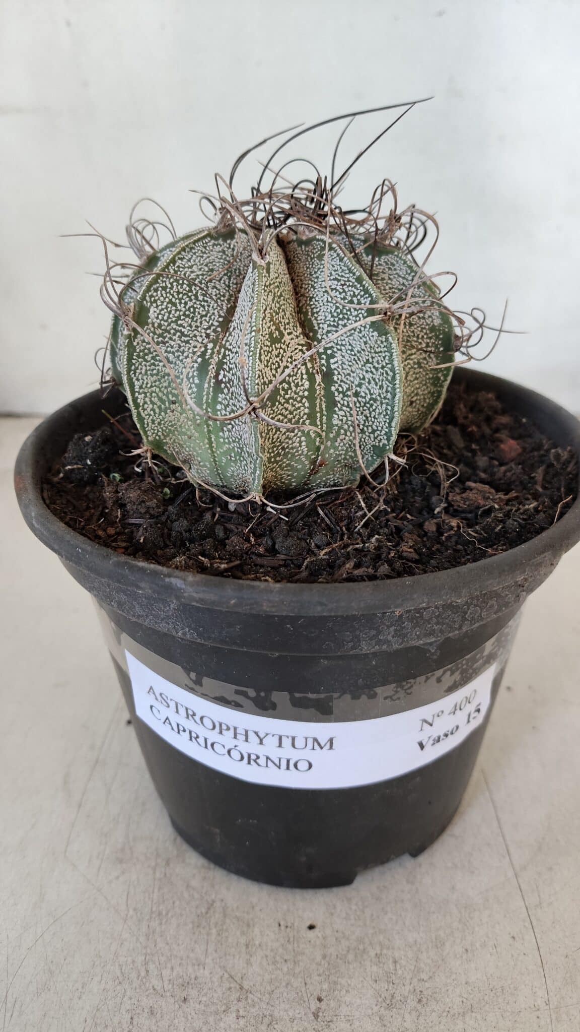 ASTROPHYTUM CAPRICÓRNIO Nº 400 – vaso 15