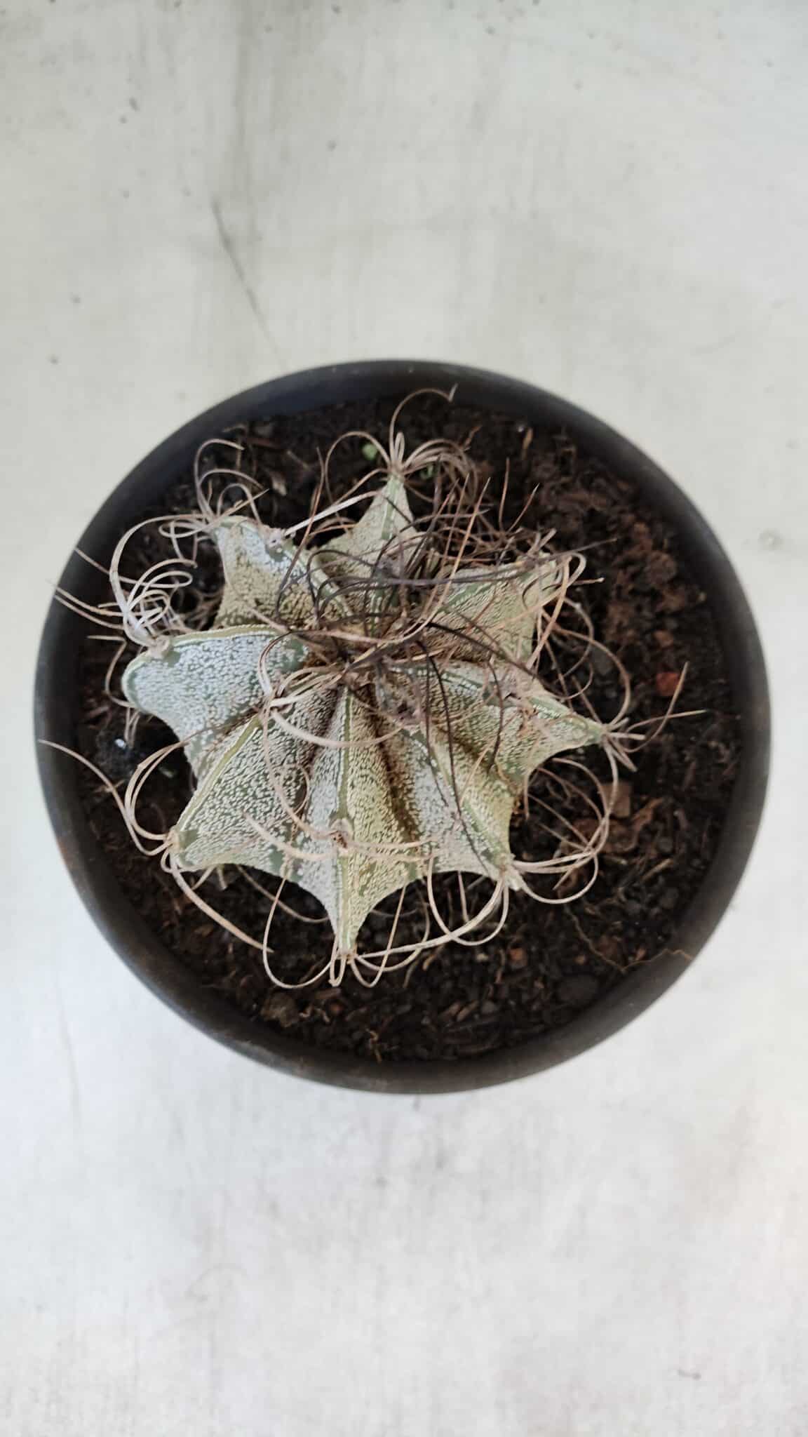 ASTROPHYTUM CAPRICÓRNIO Nº 400 – vaso 15