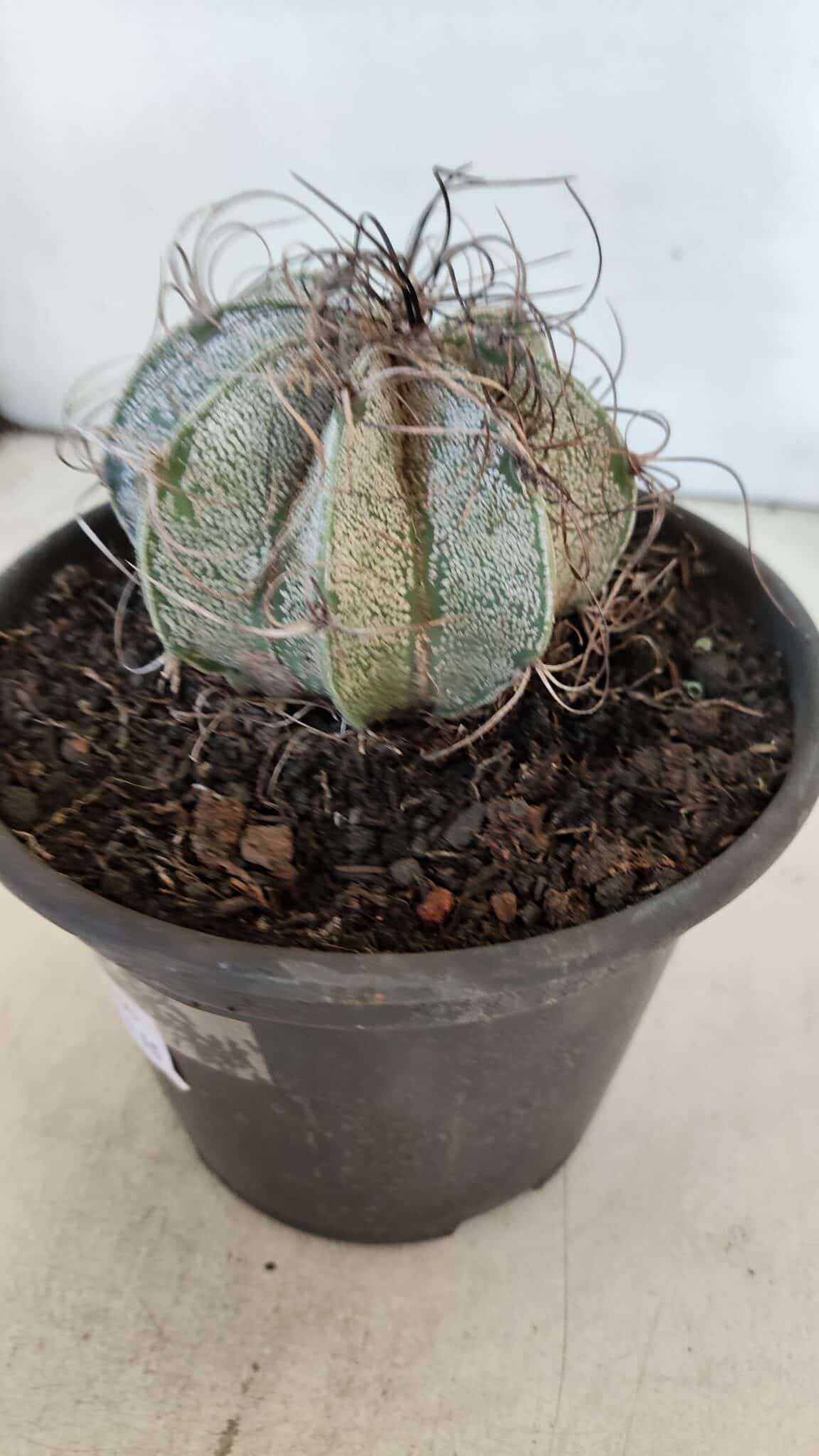 ASTROPHYTUM CAPRICÓRNIO Nº 400 – vaso 15