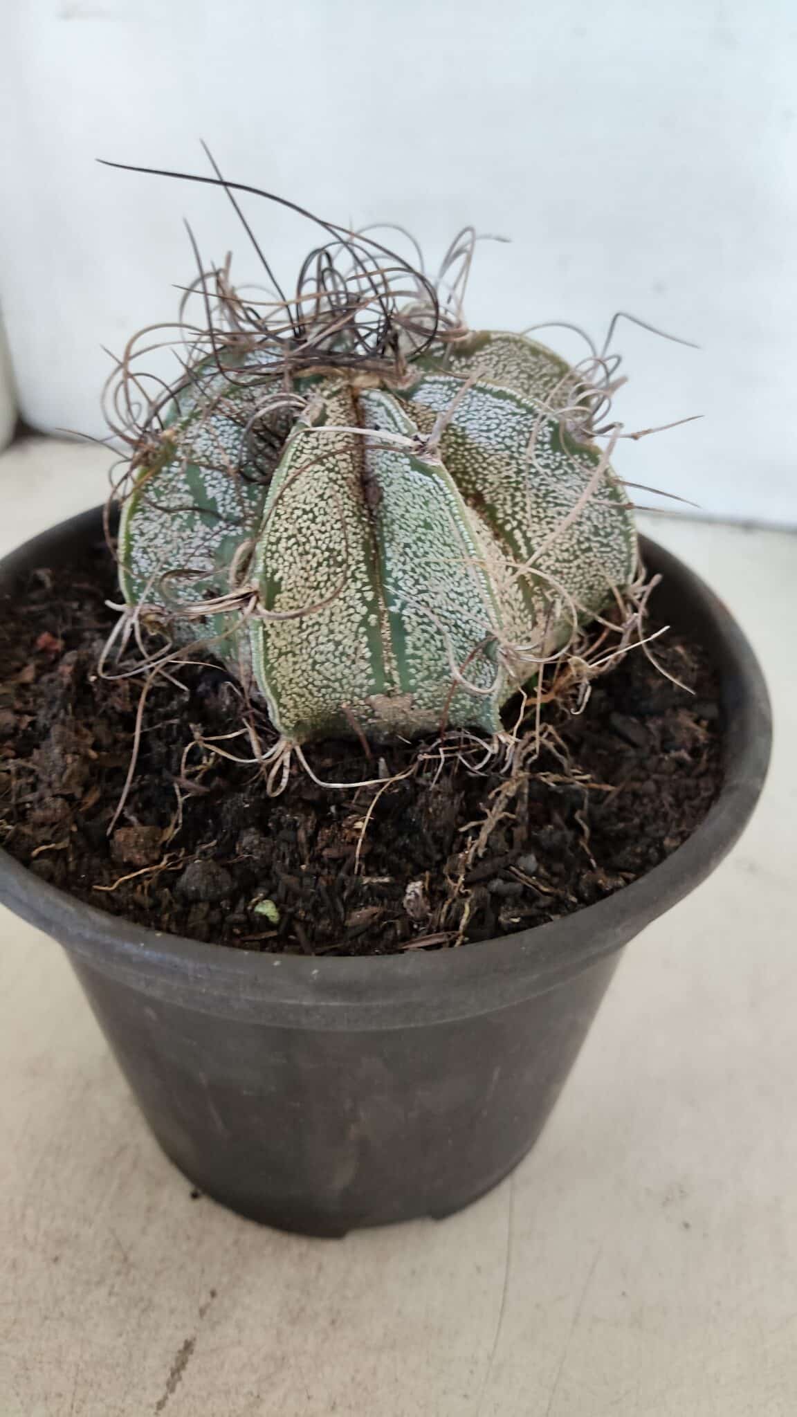 ASTROPHYTUM CAPRICÓRNIO Nº 400 – vaso 15