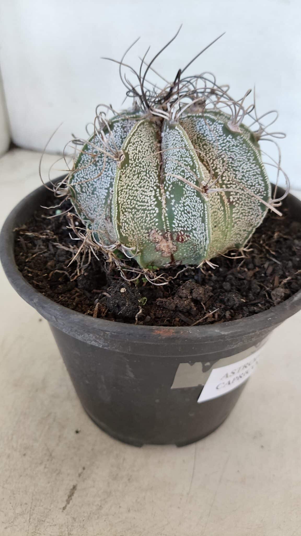 ASTROPHYTUM CAPRICÓRNIO Nº 400 – vaso 15