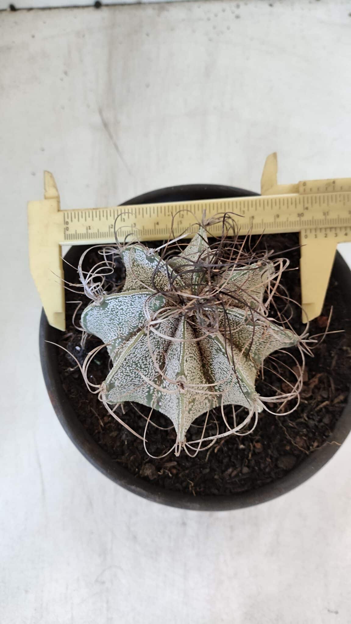 ASTROPHYTUM CAPRICÓRNIO Nº 400 – vaso 15