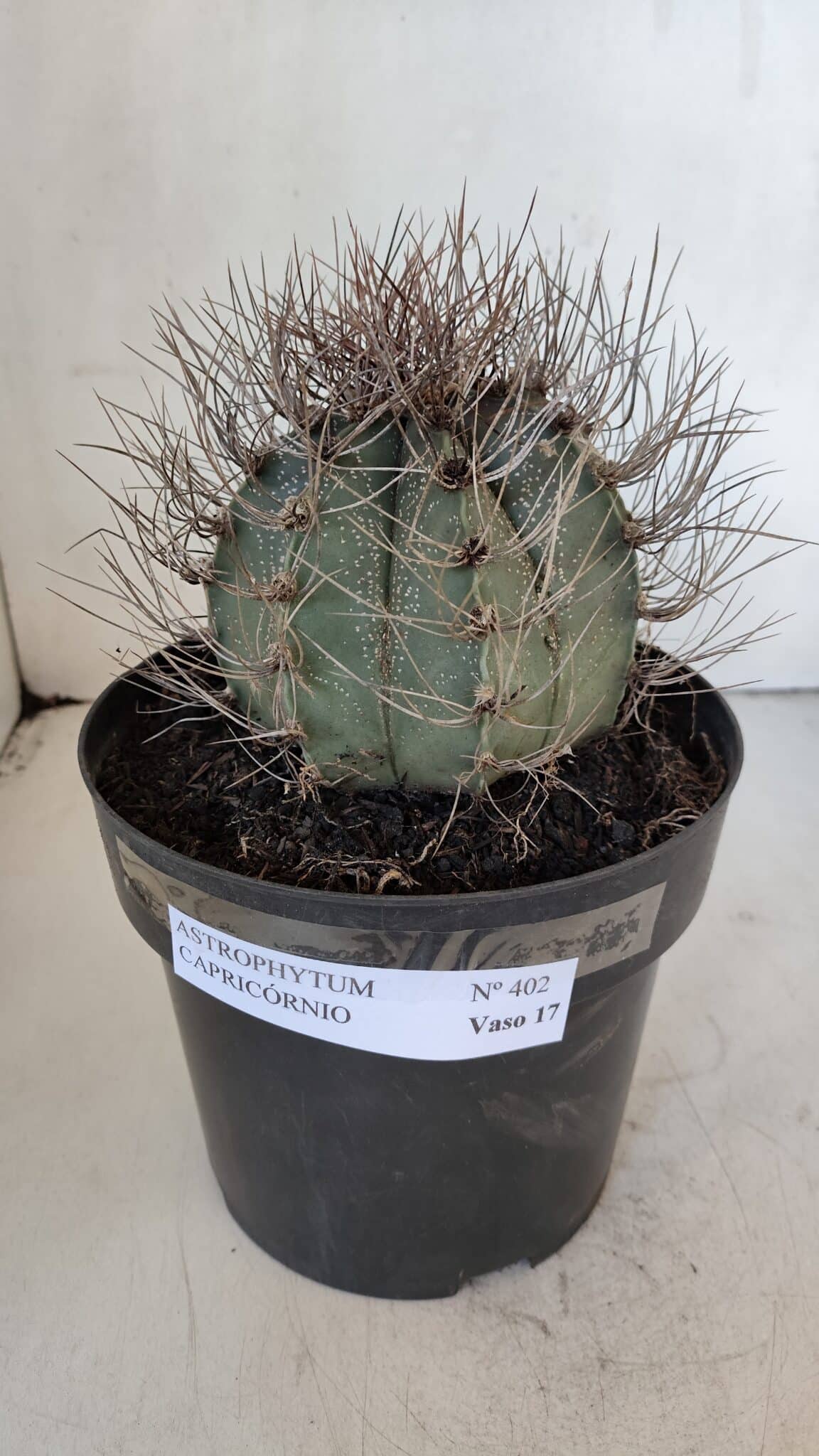 ASTROPHYTUM CAPRICÓRNIO Nº 402 – vaso 20