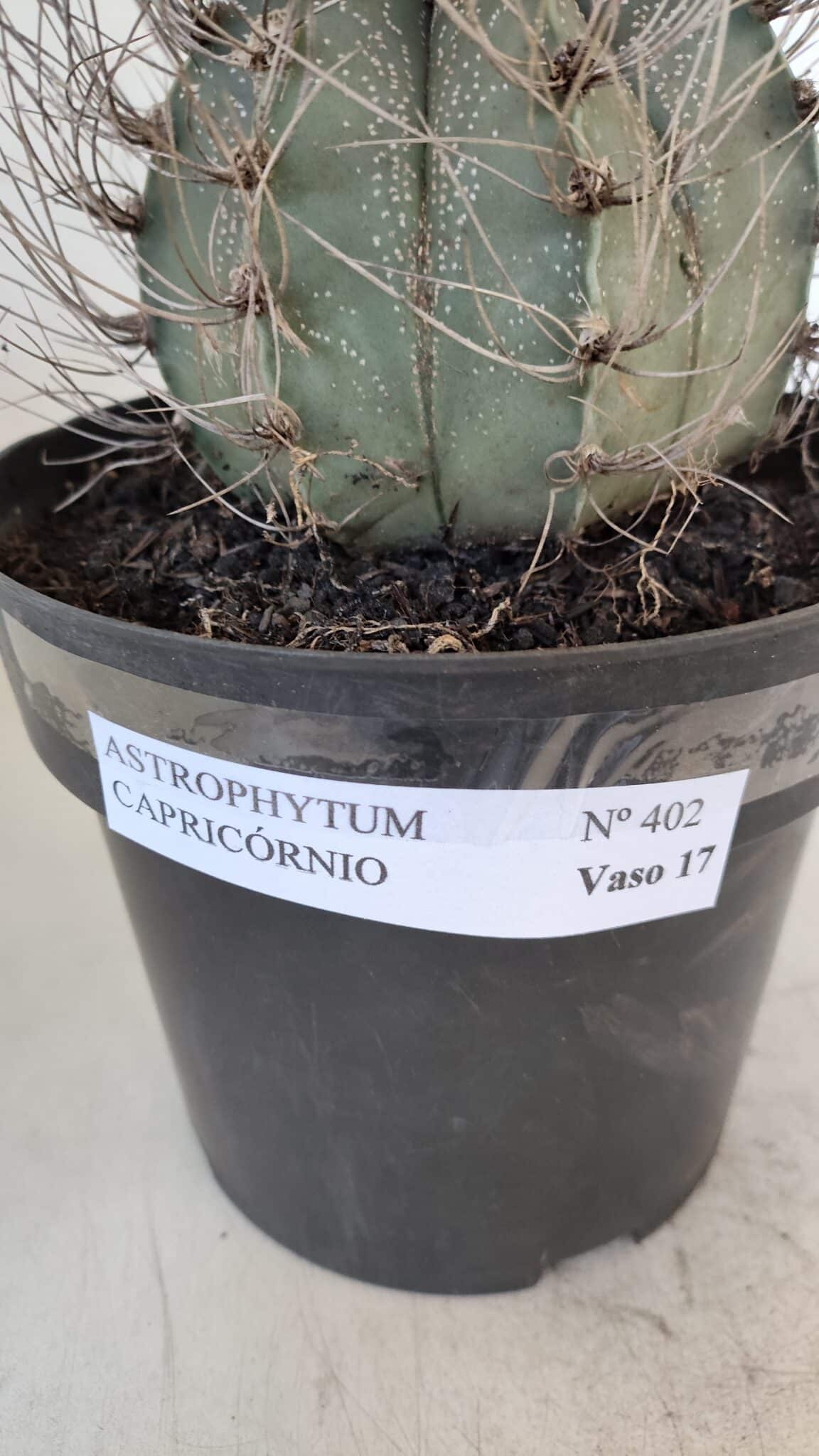 ASTROPHYTUM CAPRICÓRNIO Nº 402 – vaso 20