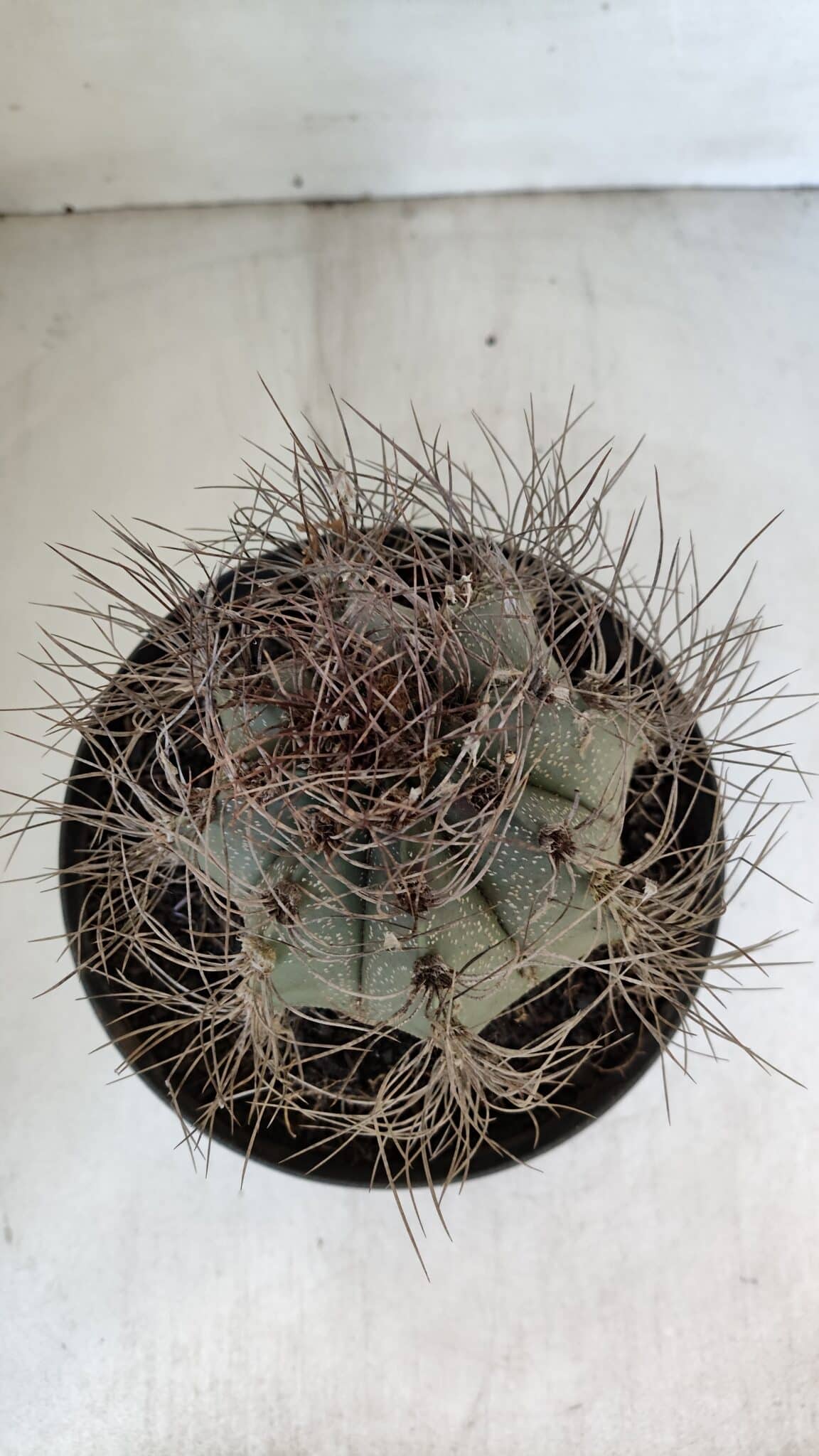 ASTROPHYTUM CAPRICÓRNIO Nº 402 – vaso 20