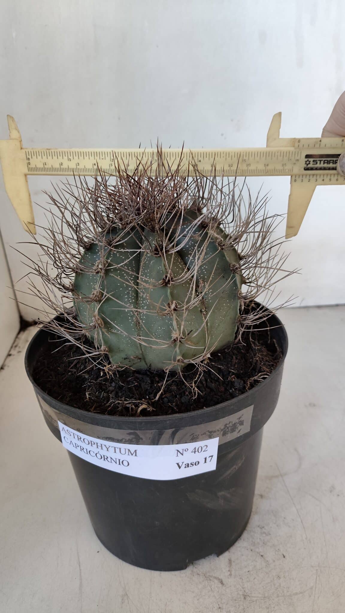 ASTROPHYTUM CAPRICÓRNIO Nº 402 – vaso 20