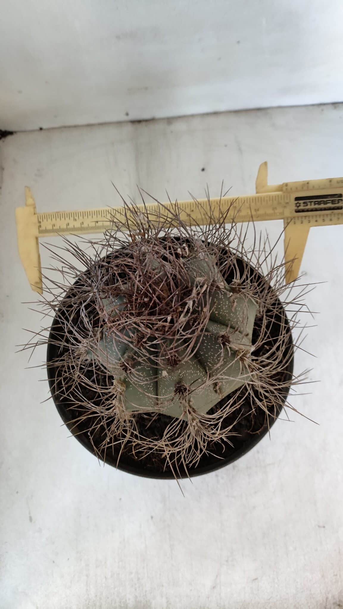ASTROPHYTUM CAPRICÓRNIO Nº 402 – vaso 20