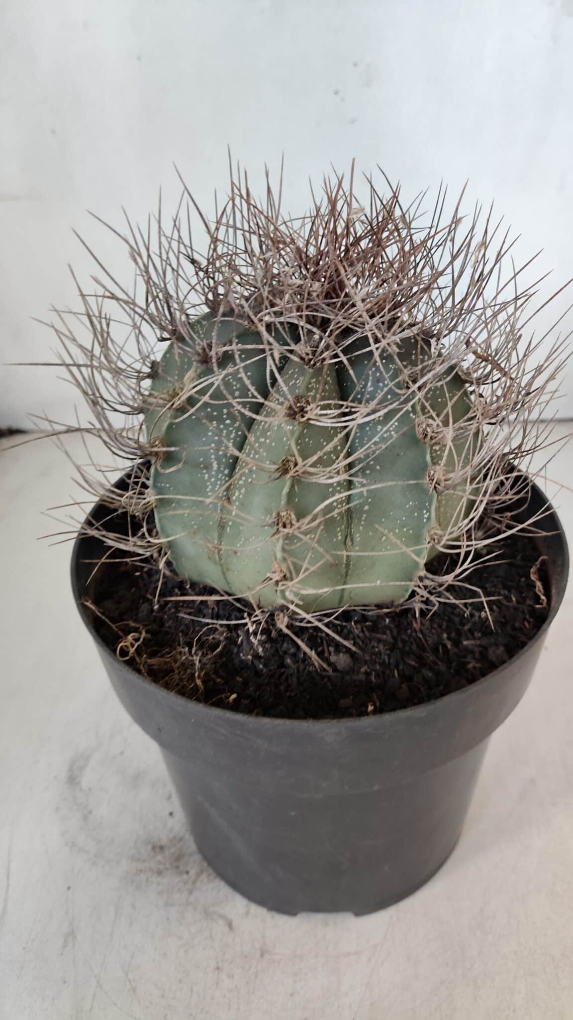 ASTROPHYTUM CAPRICÓRNIO Nº 402 – vaso 20