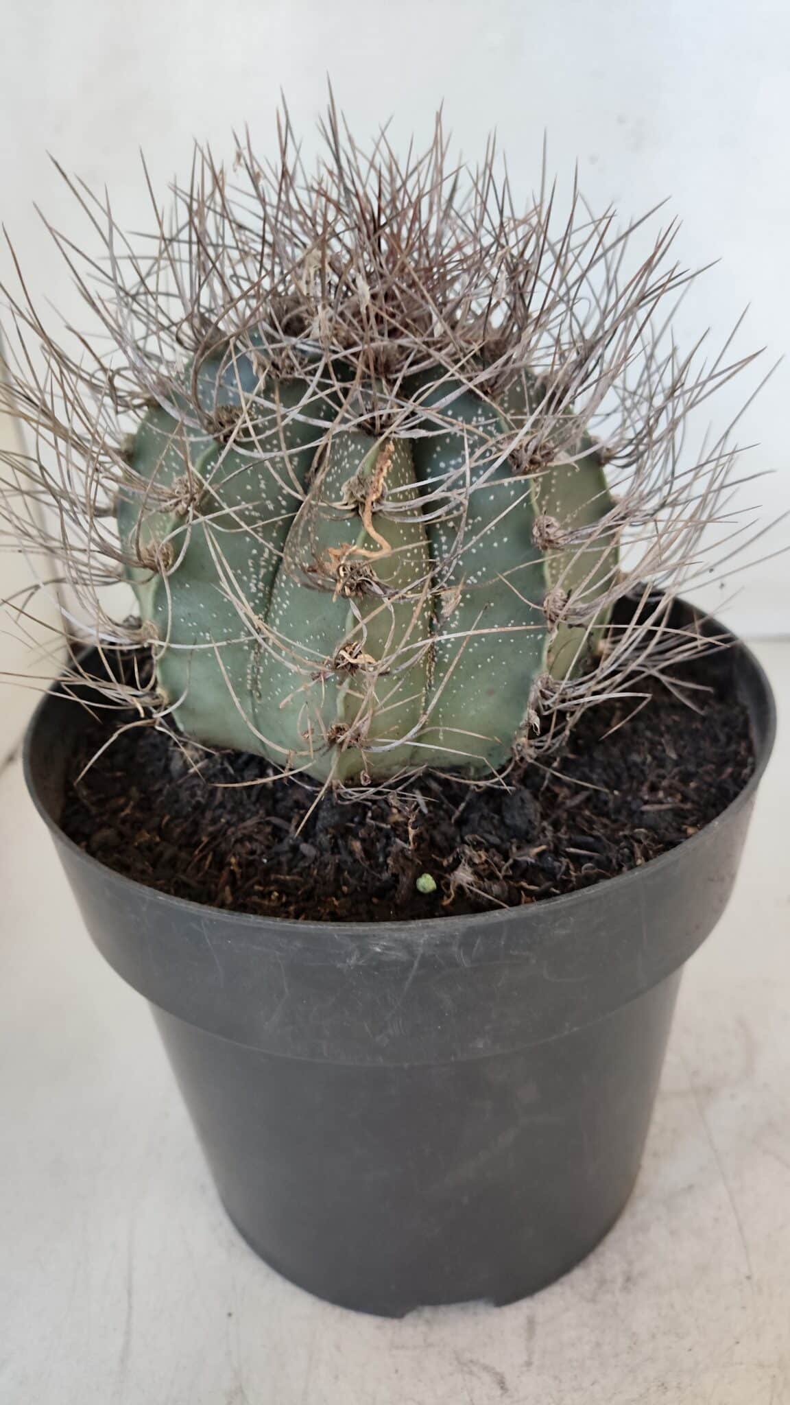ASTROPHYTUM CAPRICÓRNIO Nº 402 – vaso 20