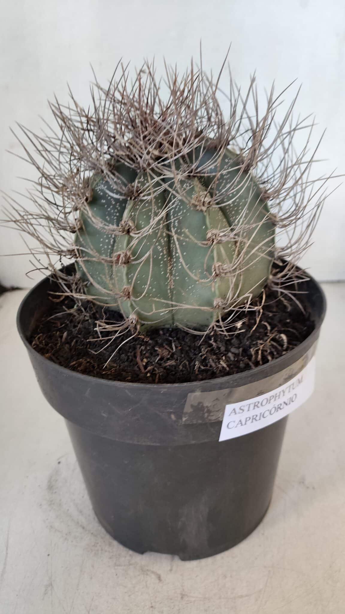 ASTROPHYTUM CAPRICÓRNIO Nº 402 – vaso 20