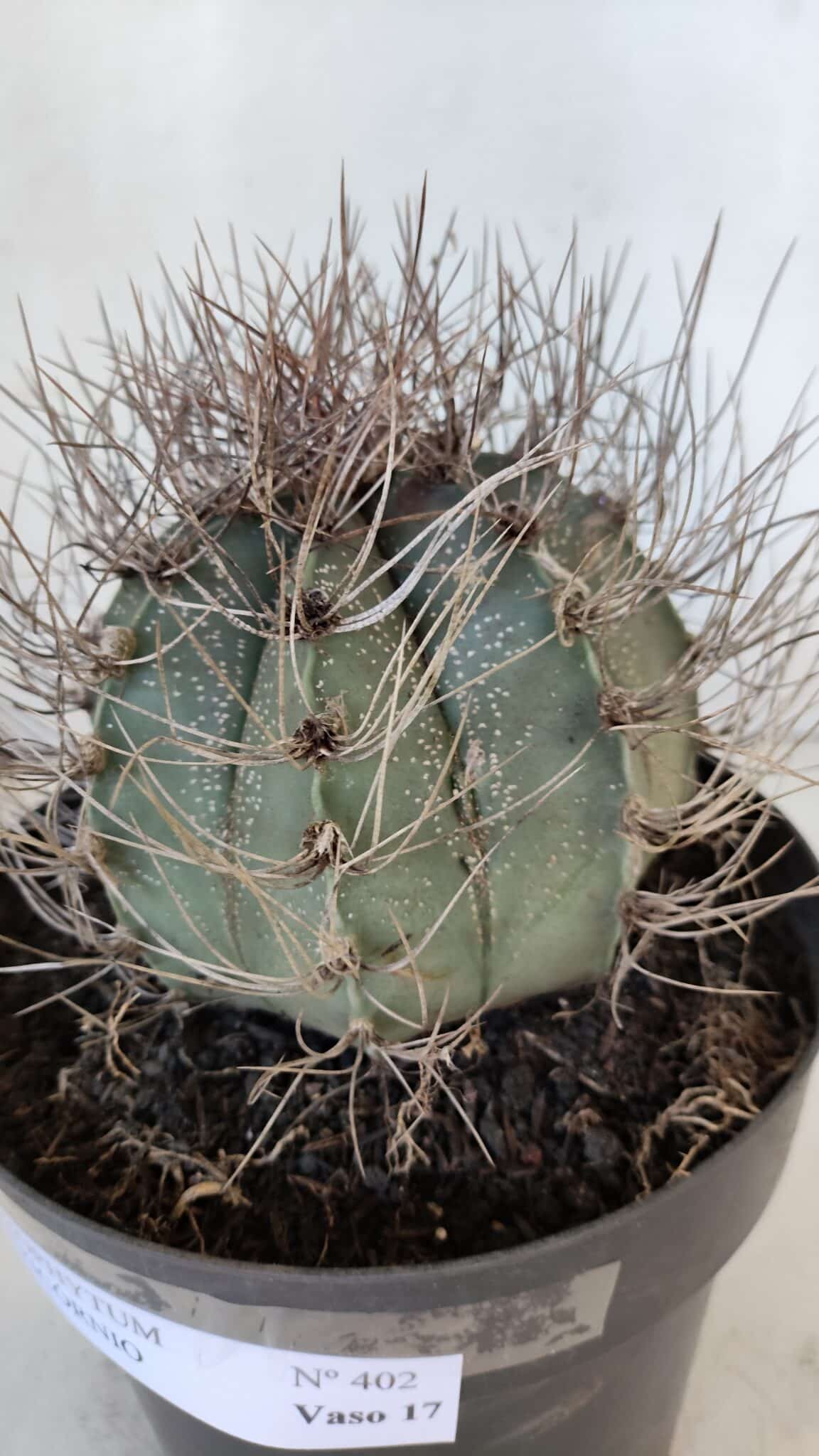 ASTROPHYTUM CAPRICÓRNIO Nº 402 – vaso 20