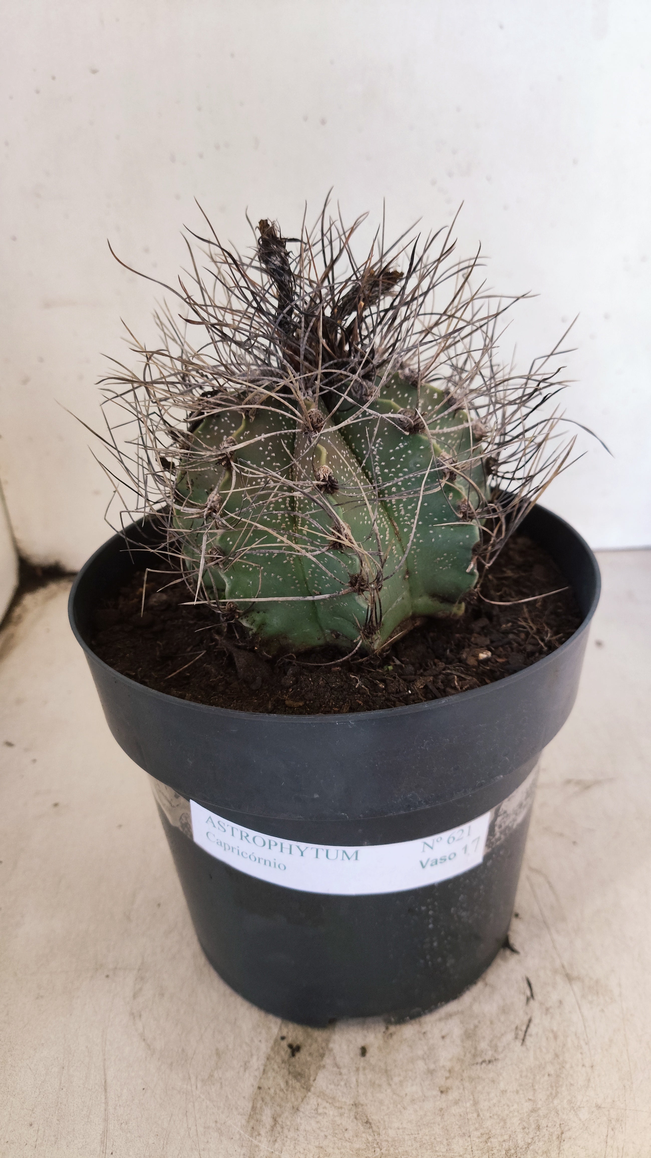 ASTROPHYTUM CAPRICÓRNIO Nº 621 – vaso 17