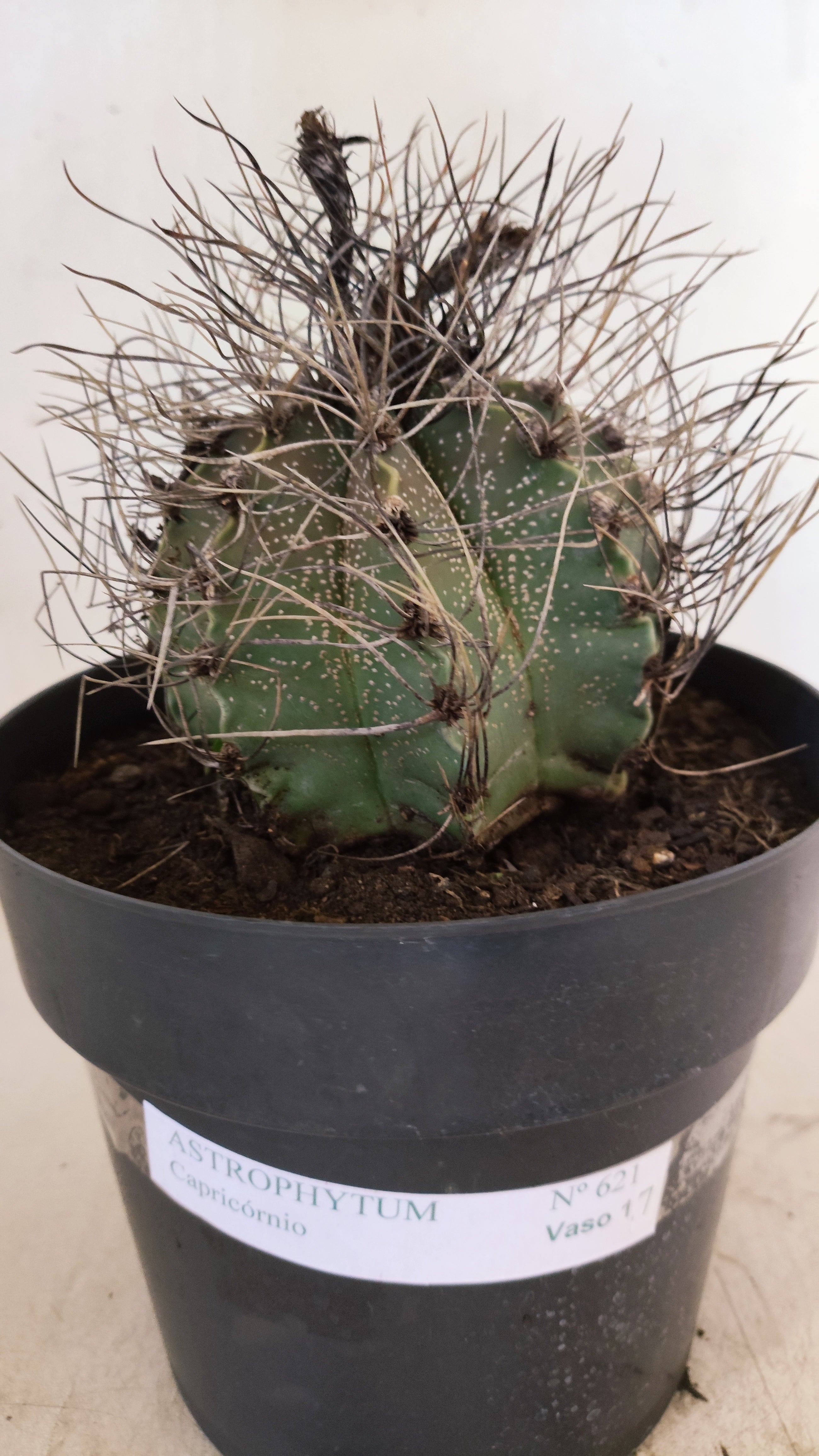 ASTROPHYTUM CAPRICÓRNIO Nº 621 – vaso 17
