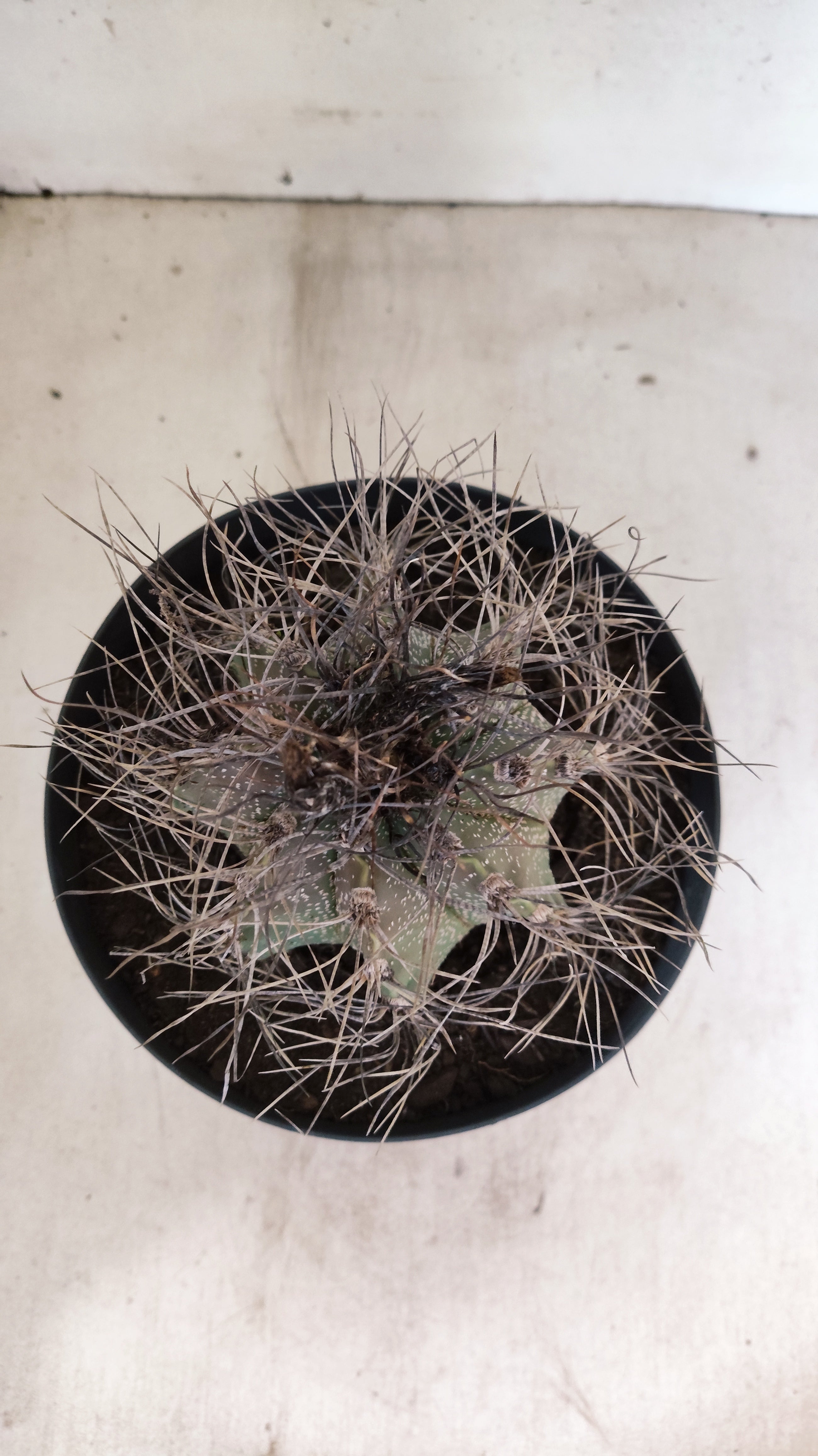 ASTROPHYTUM CAPRICÓRNIO Nº 621 – vaso 17