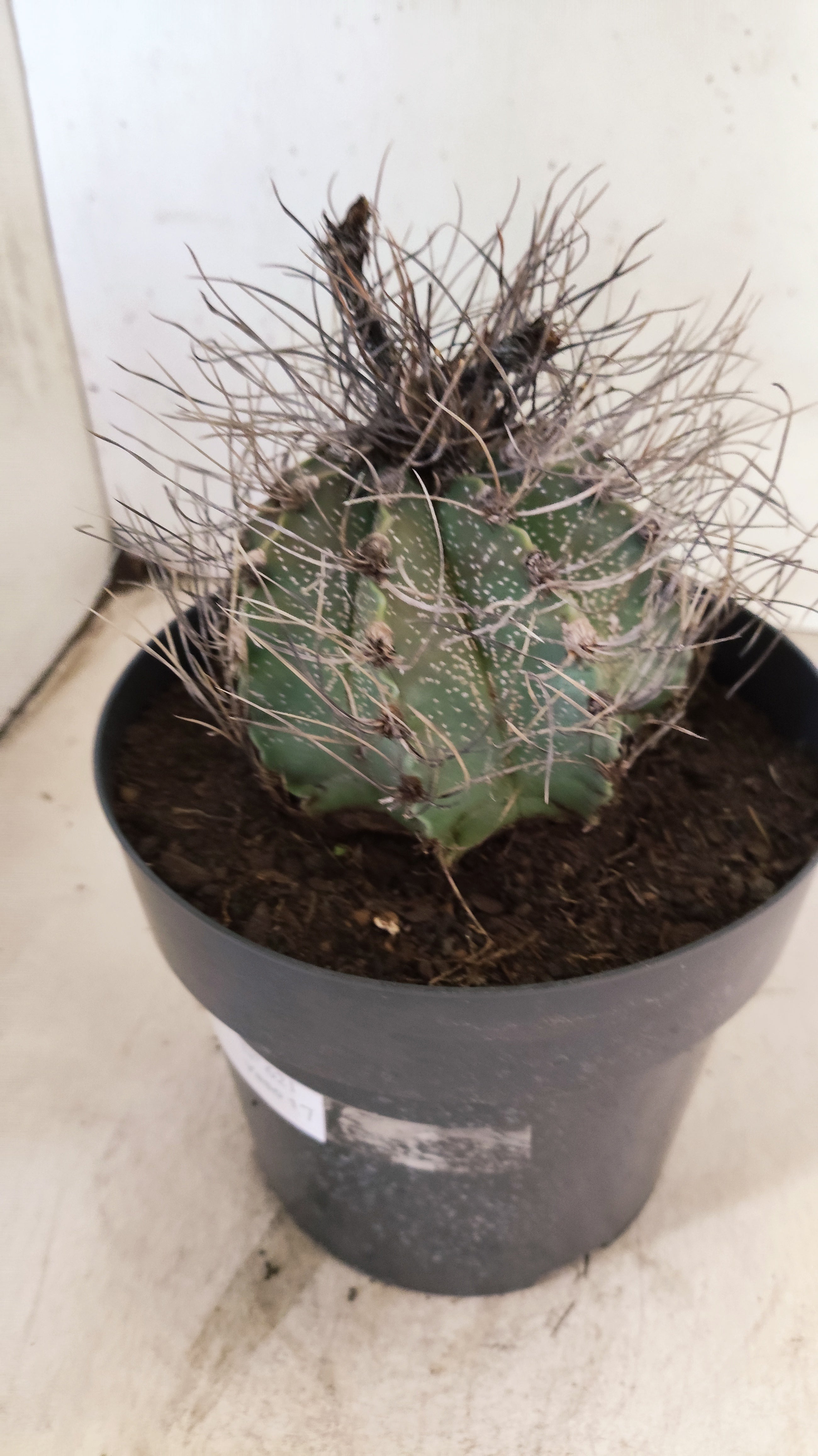 ASTROPHYTUM CAPRICÓRNIO Nº 621 – vaso 17