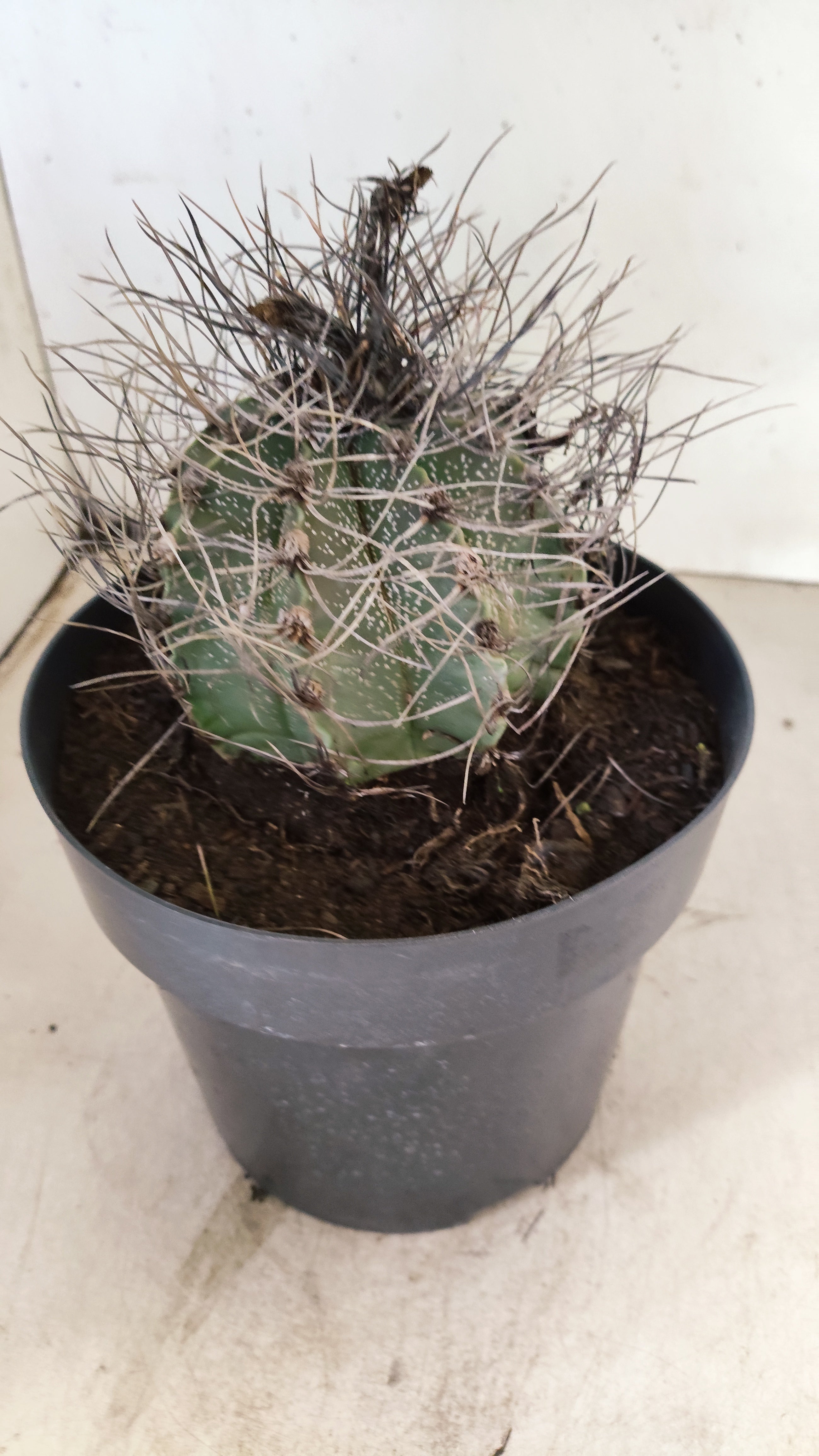 ASTROPHYTUM CAPRICÓRNIO Nº 621 – vaso 17