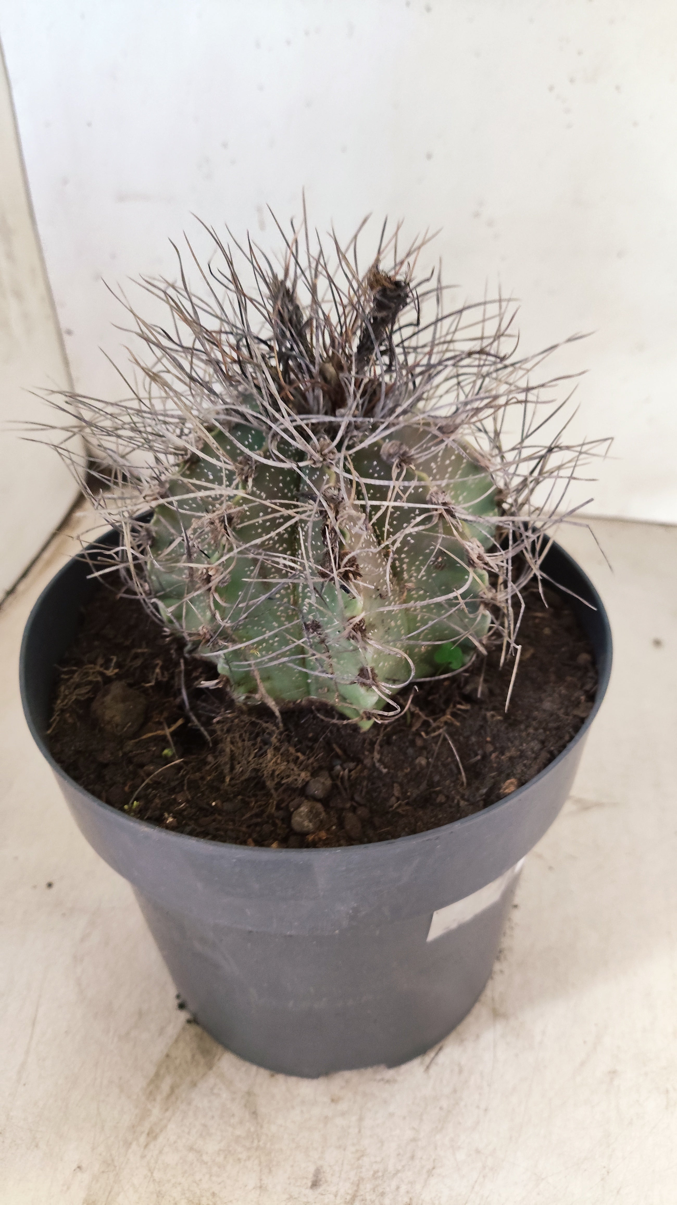 ASTROPHYTUM CAPRICÓRNIO Nº 621 – vaso 17