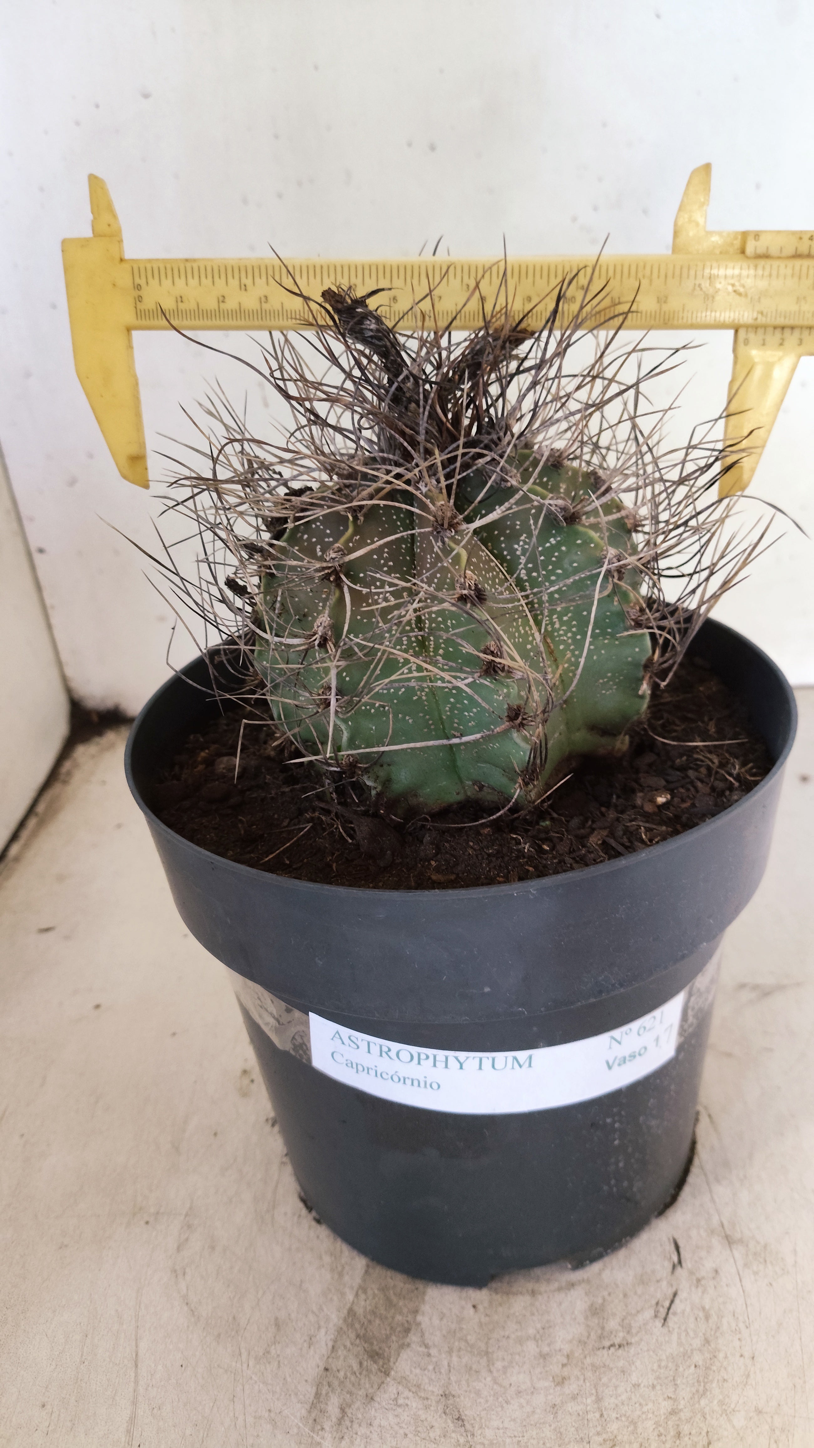ASTROPHYTUM CAPRICÓRNIO Nº 621 – vaso 17