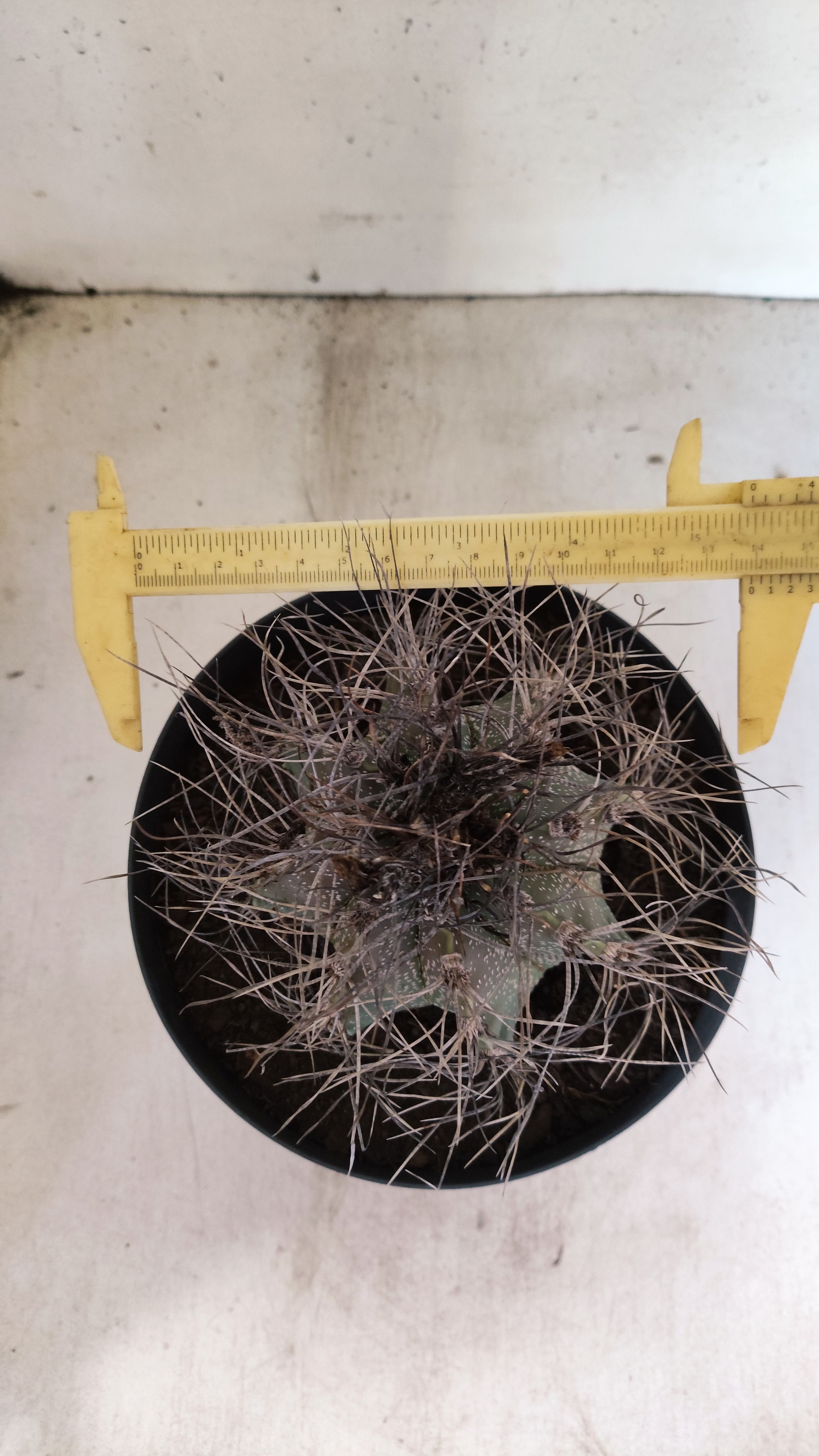 ASTROPHYTUM CAPRICÓRNIO Nº 621 – vaso 17