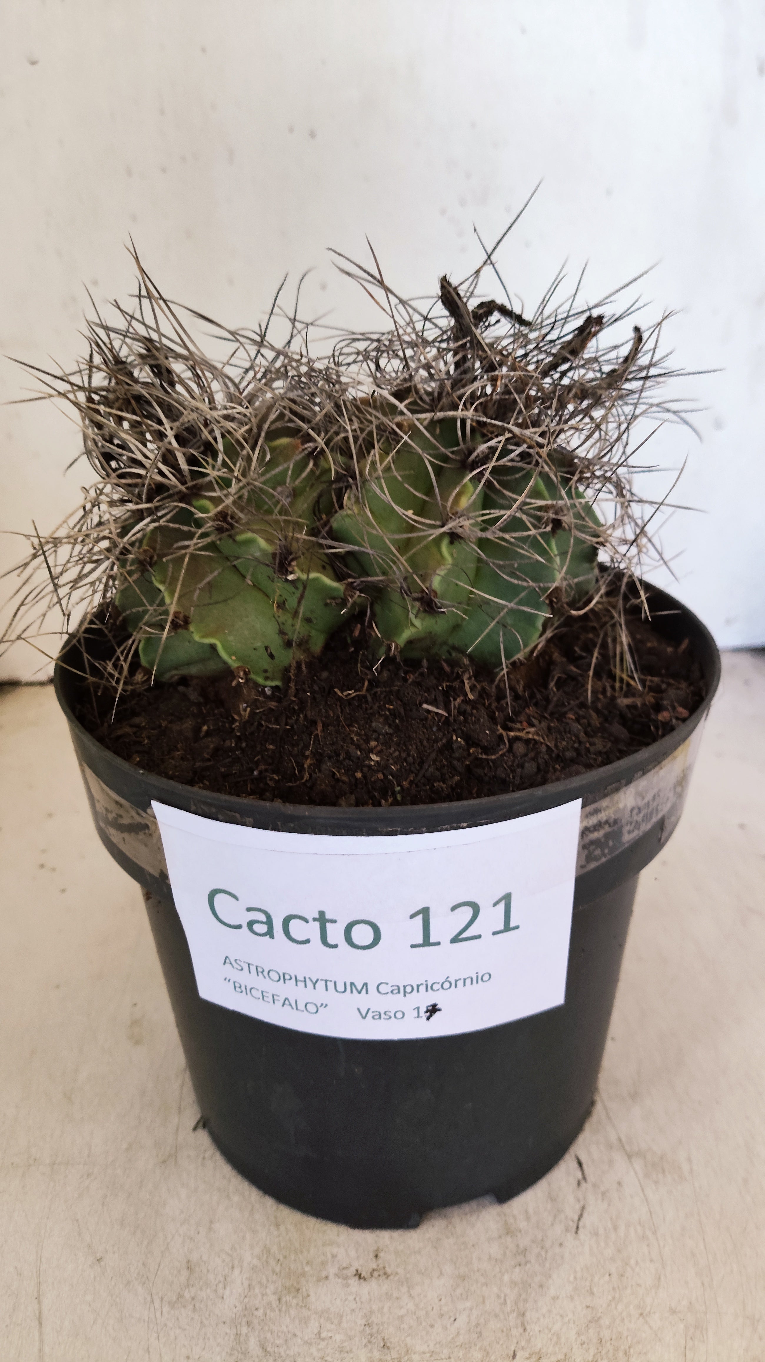ASTROPHYTUM CAPRICÓRNIO "BICÉFALO" Nº 121 – vaso 17