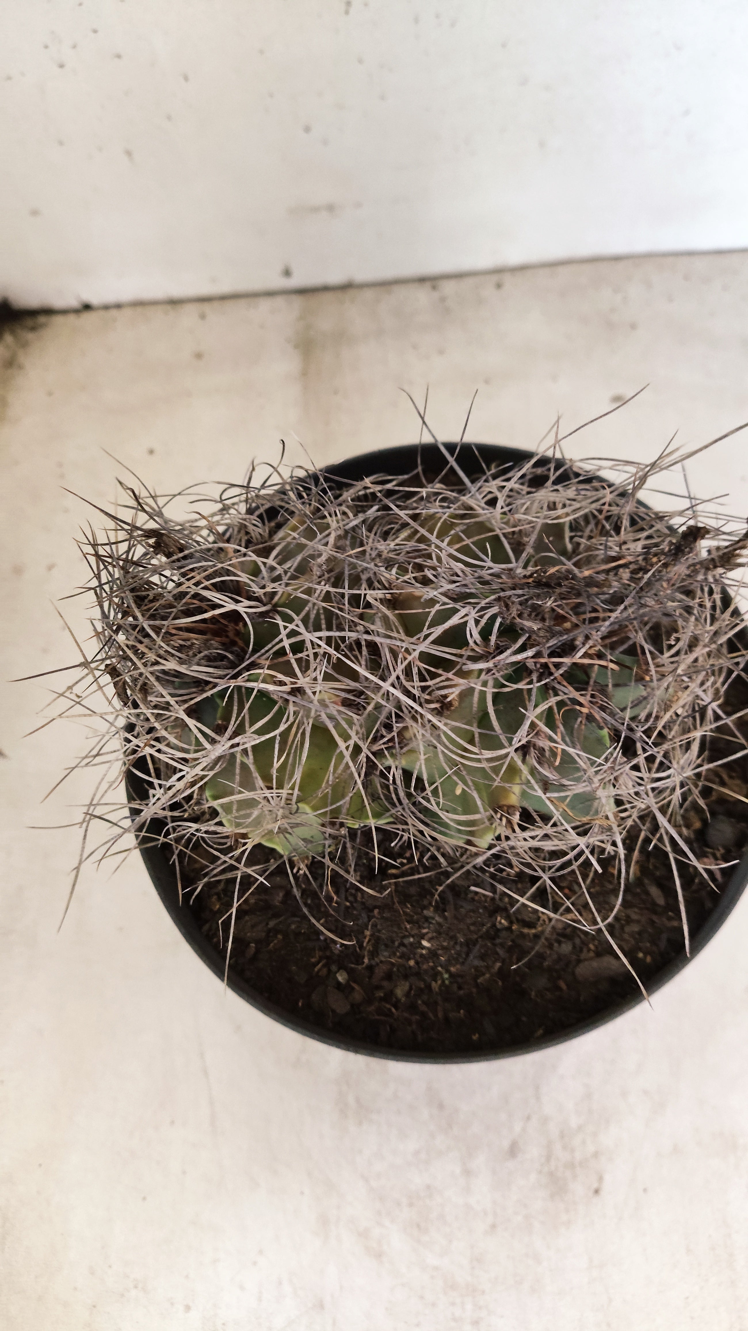 ASTROPHYTUM CAPRICÓRNIO "BICÉFALO" Nº 121 – vaso 17