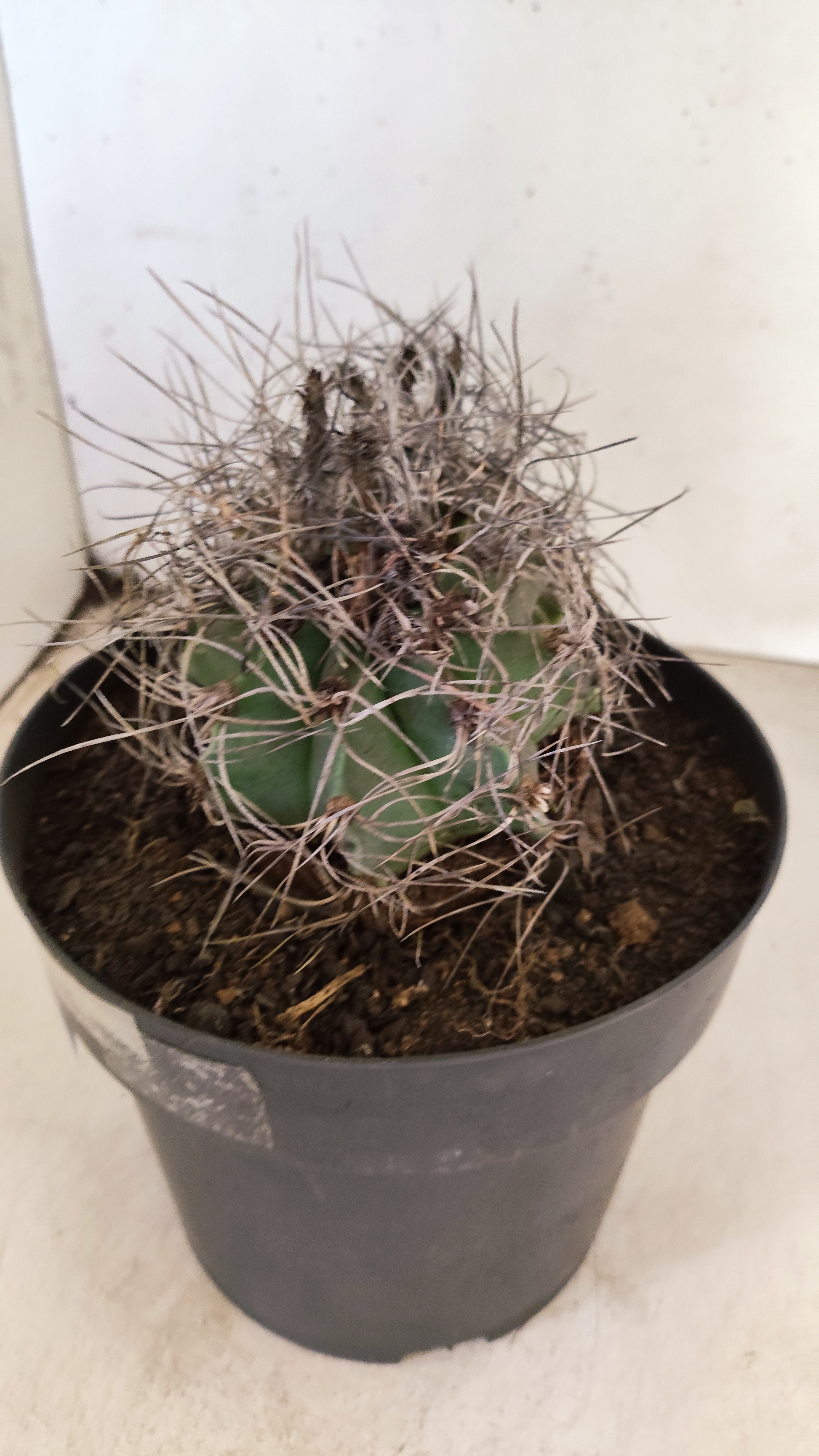 ASTROPHYTUM CAPRICÓRNIO "BICÉFALO" Nº 121 – vaso 17