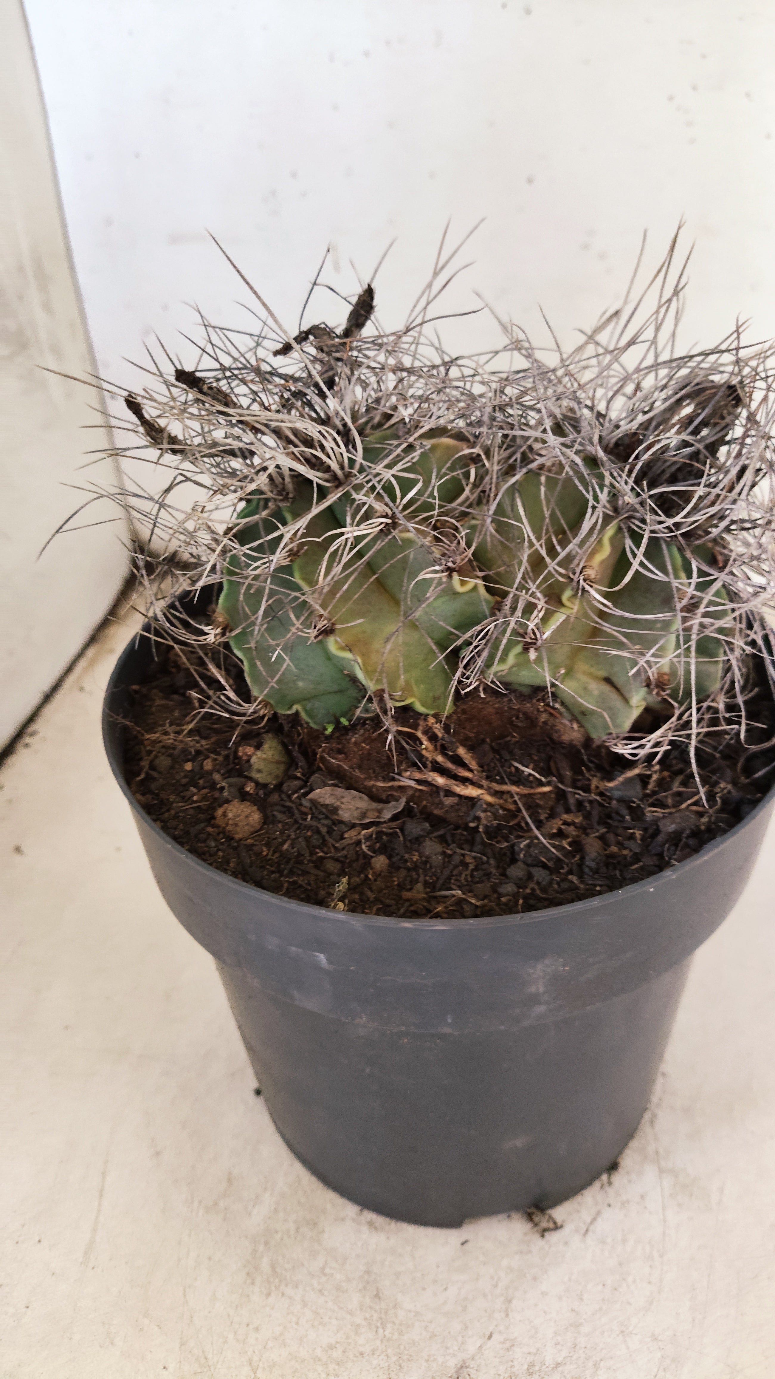 ASTROPHYTUM CAPRICÓRNIO "BICÉFALO" Nº 121 – vaso 17