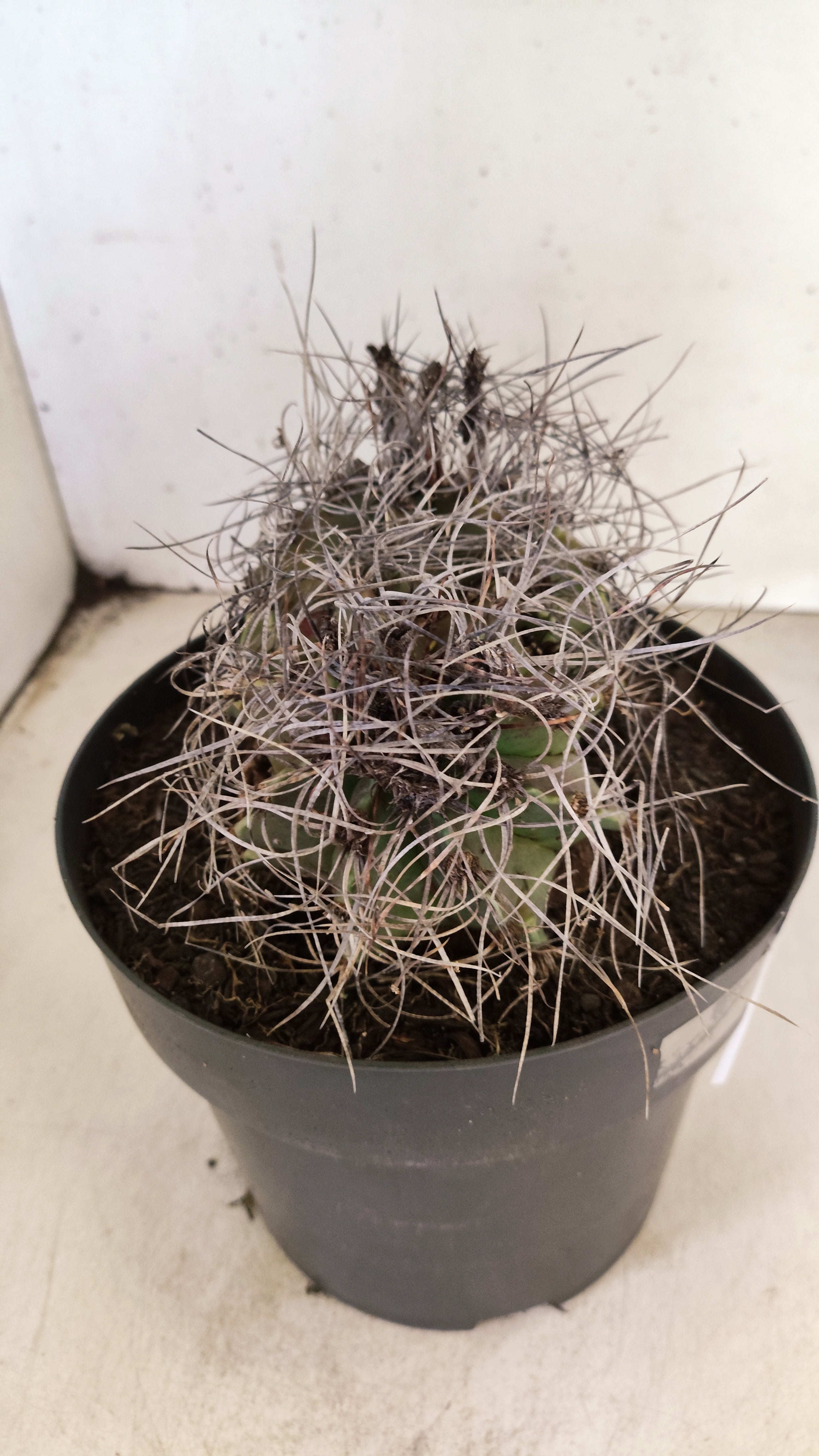 ASTROPHYTUM CAPRICÓRNIO "BICÉFALO" Nº 121 – vaso 17