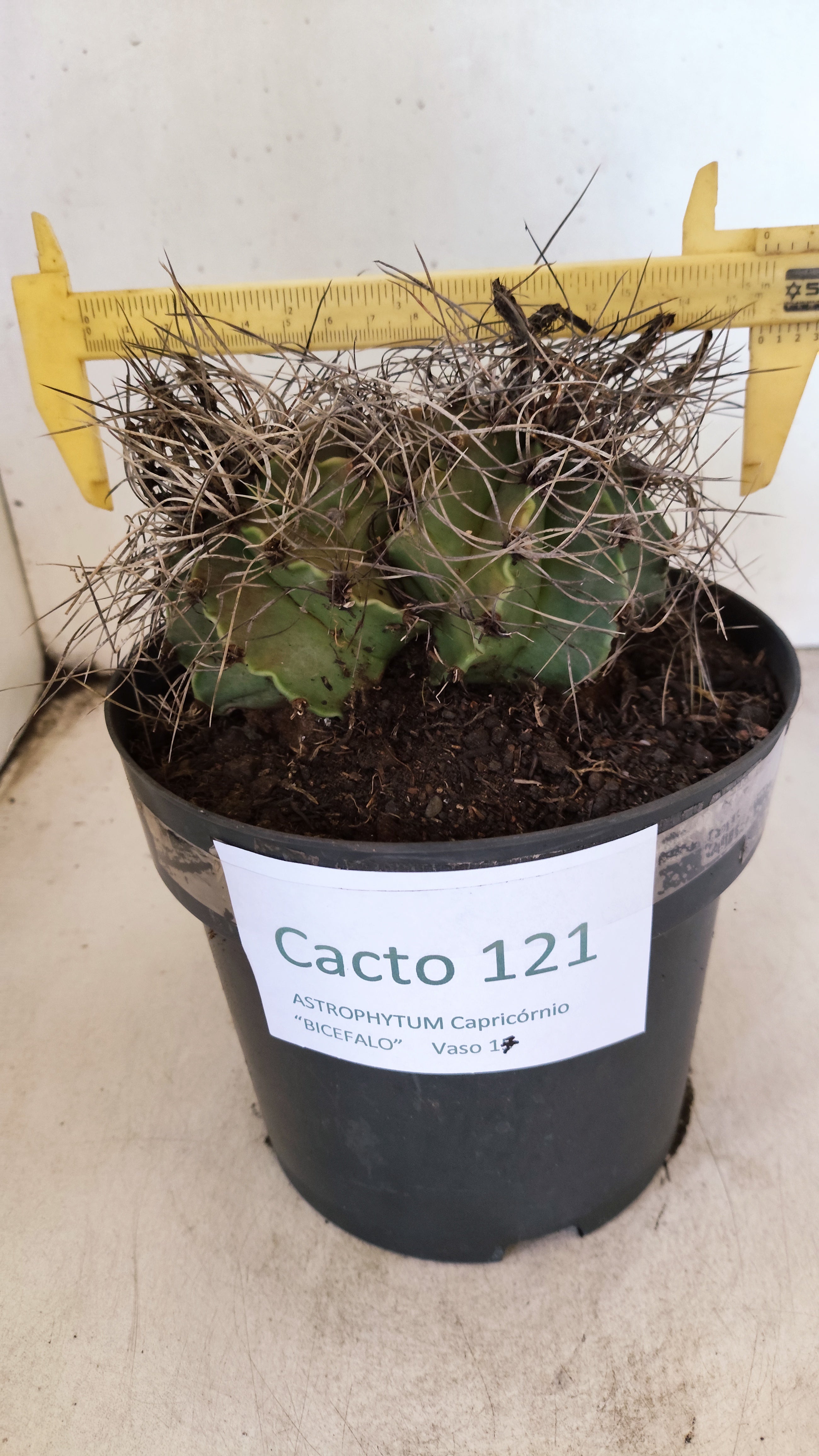 ASTROPHYTUM CAPRICÓRNIO "BICÉFALO" Nº 121 – vaso 17