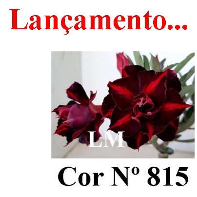 ENXERTO 12080  – 20cm (cor LM 815)