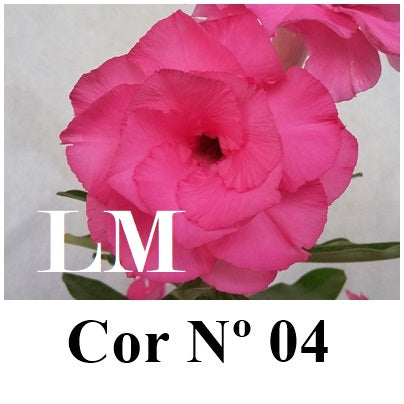 ENXERTO 12770 – 20cm (cor LM 04)