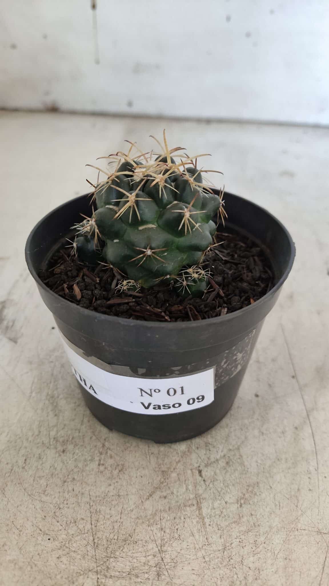 Cactos CORYPHANTHA  Nº 01 – vaso 09