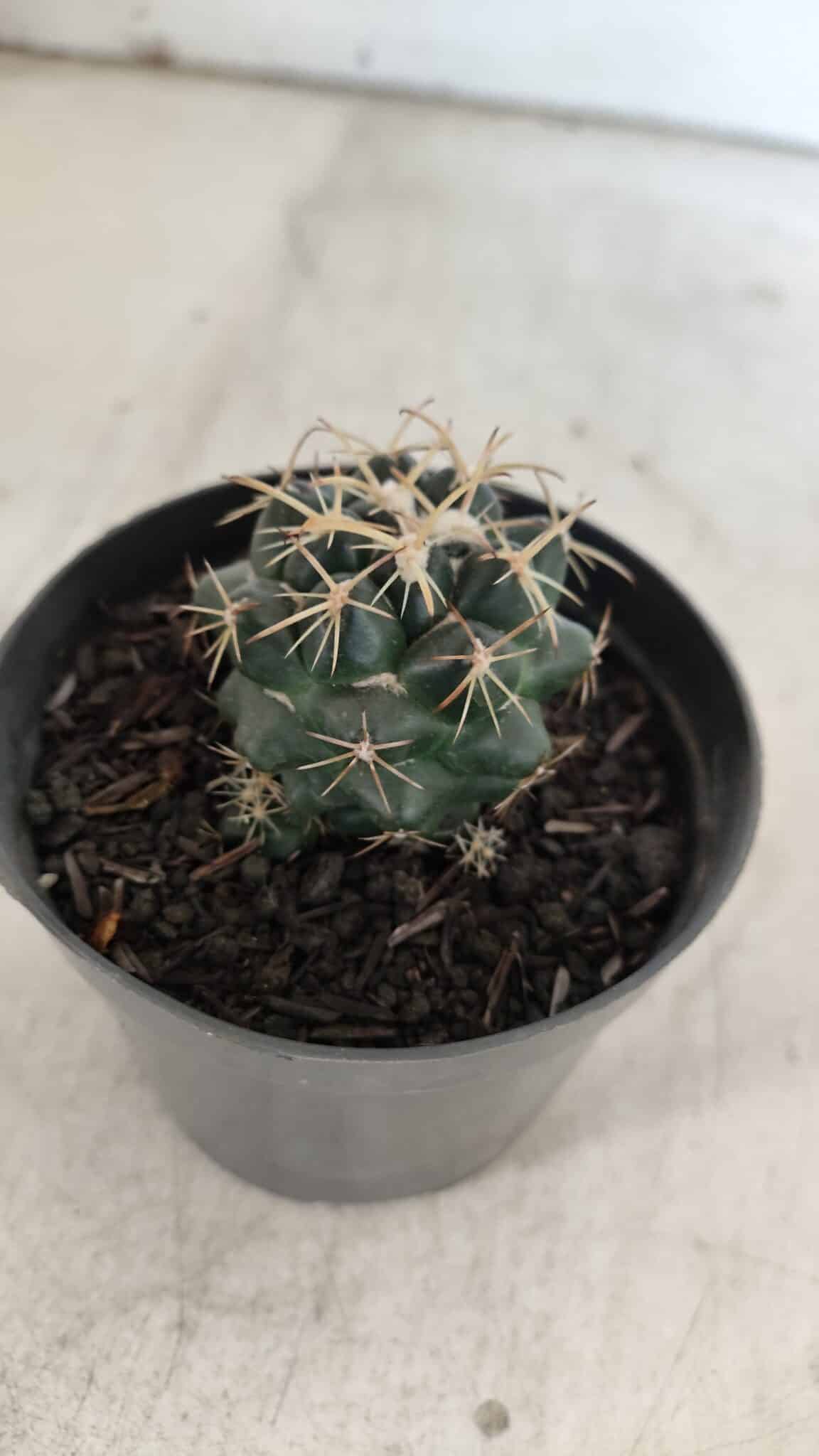 Cactos CORYPHANTHA  Nº 01 – vaso 09