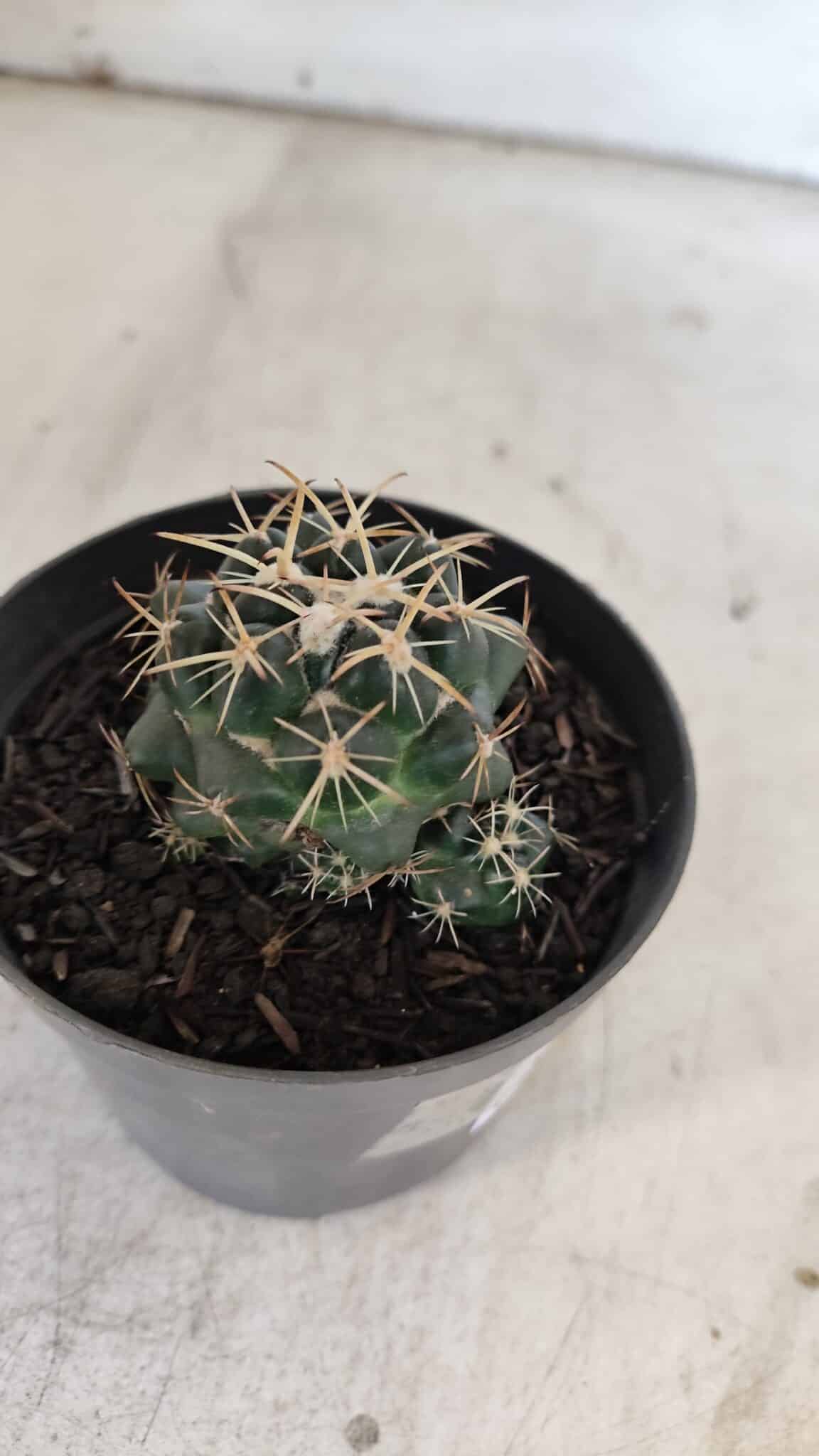 Cactos CORYPHANTHA  Nº 01 – vaso 09