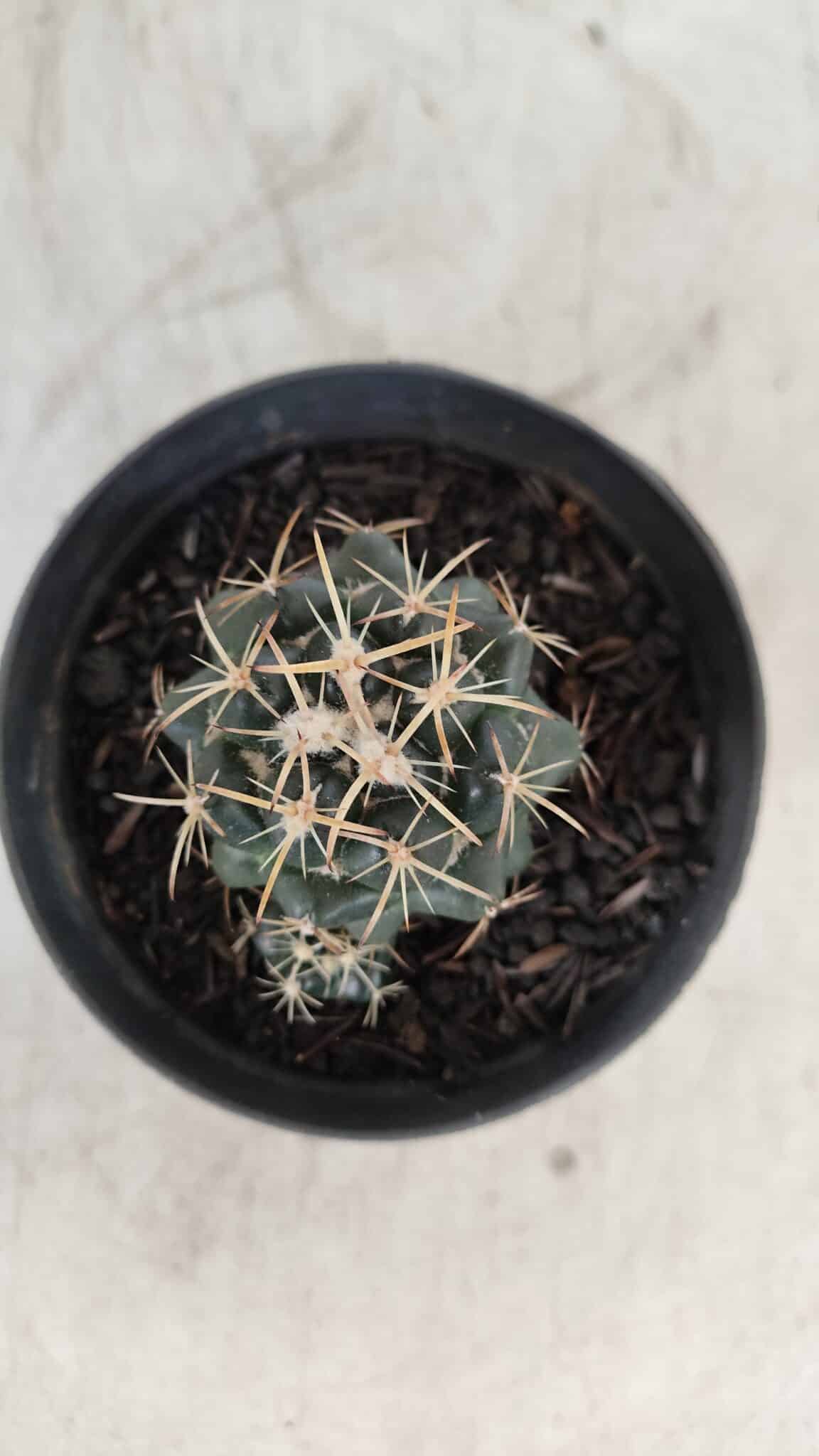 Cactos CORYPHANTHA  Nº 01 – vaso 09