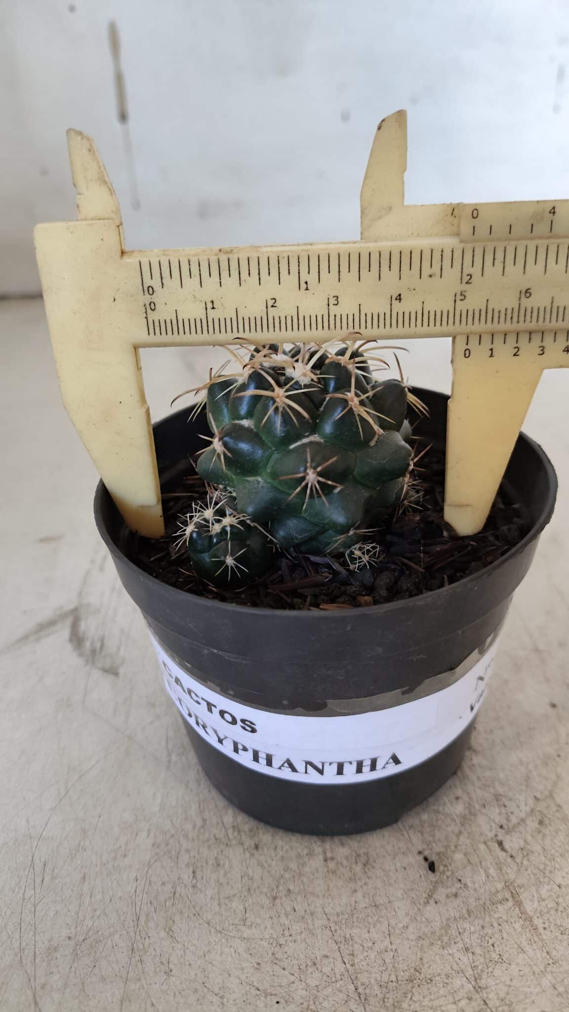 Cactos CORYPHANTHA  Nº 01 – vaso 09
