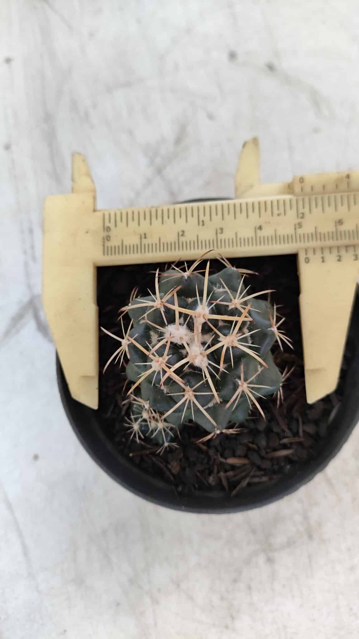 Cactos CORYPHANTHA  Nº 01 – vaso 09