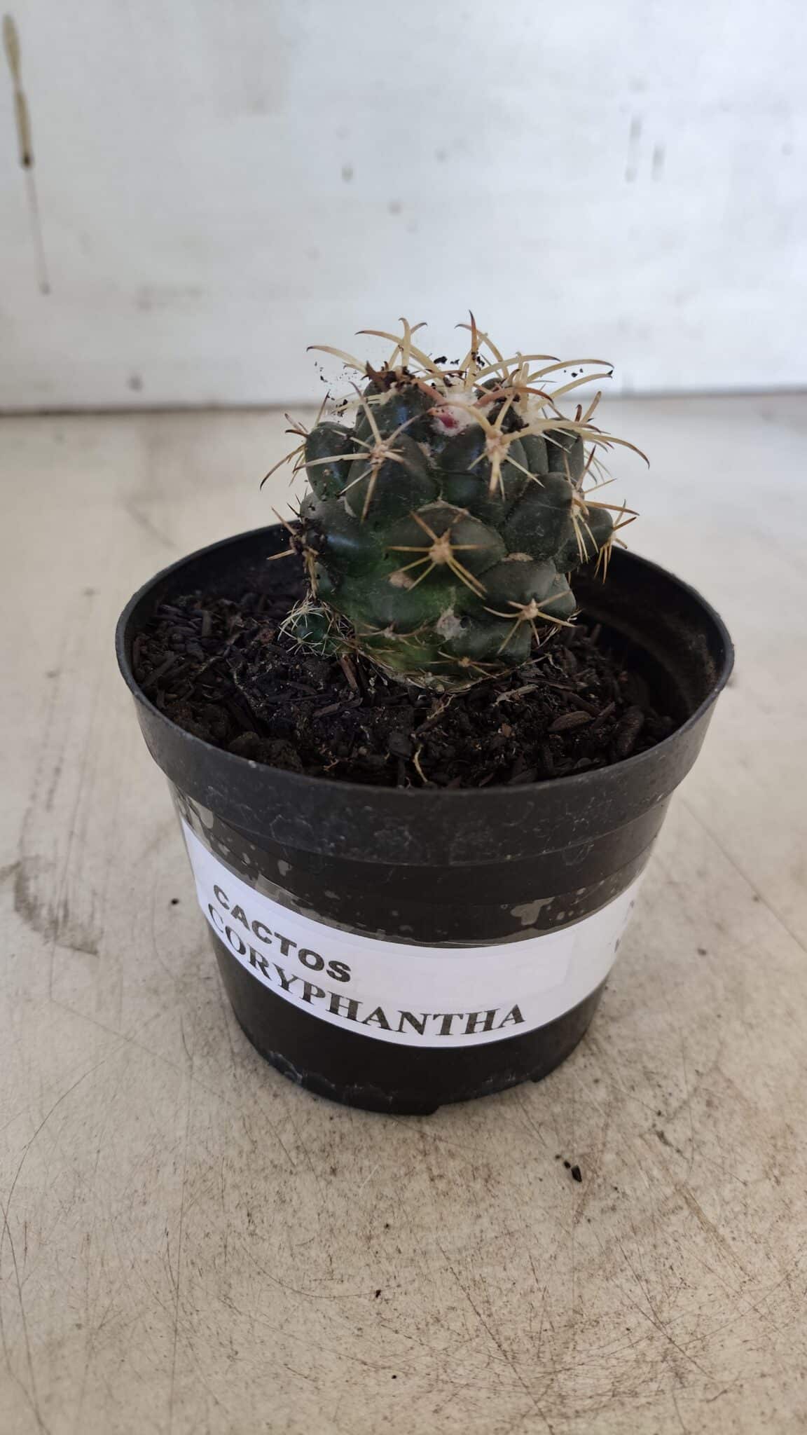 Cactos CORYPHANTHA  Nº 02 – vaso 09