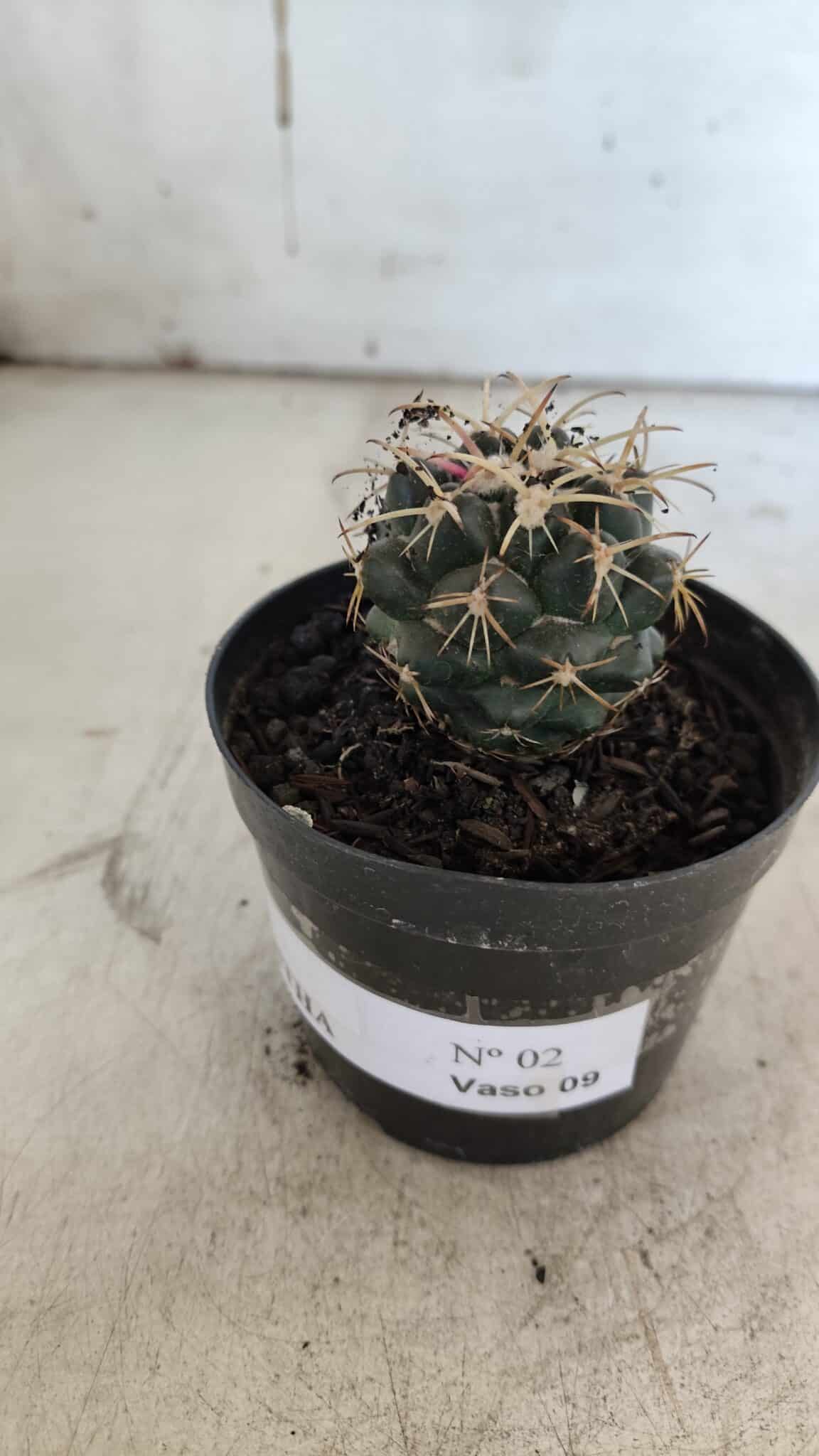 Cactos CORYPHANTHA  Nº 02 – vaso 09