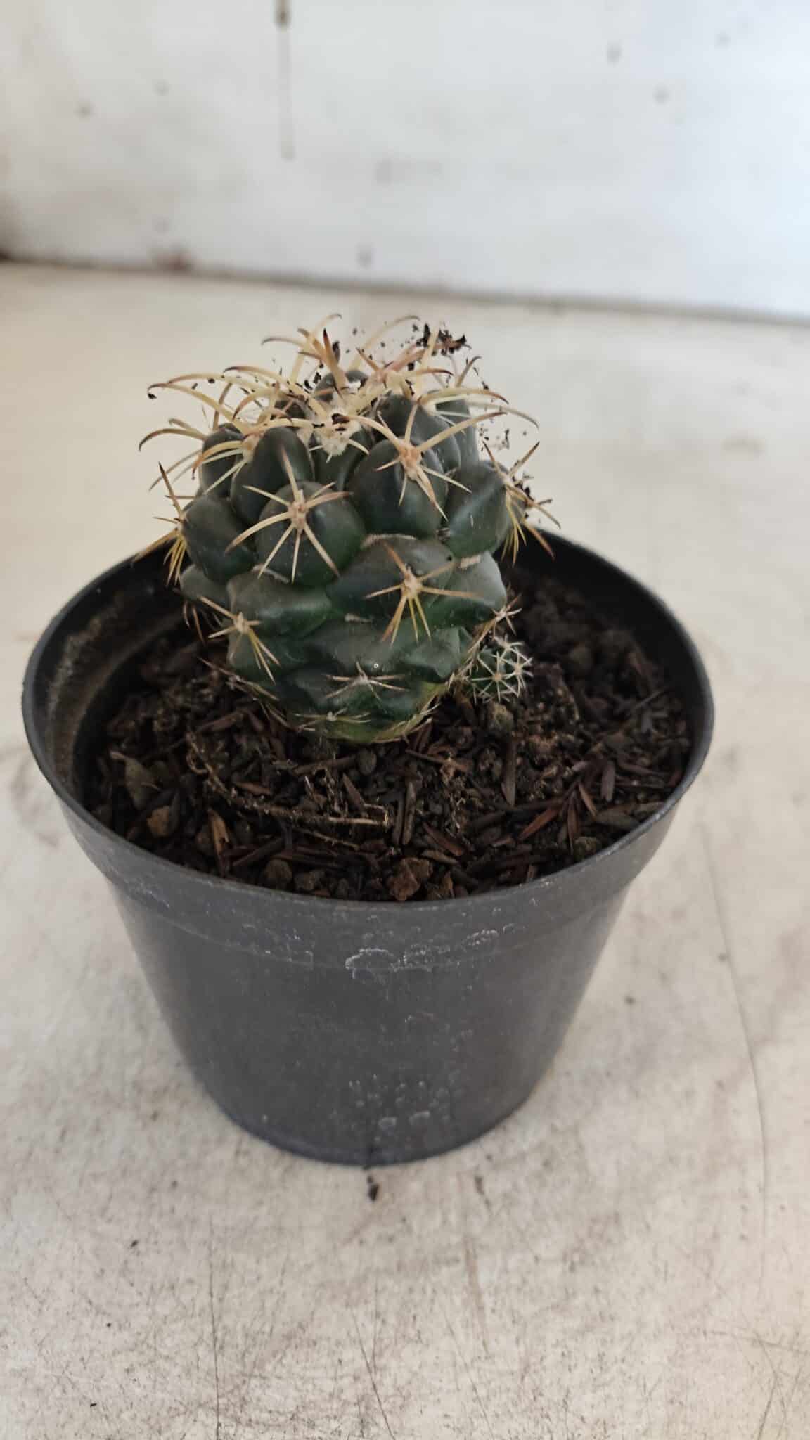 Cactos CORYPHANTHA  Nº 02 – vaso 09