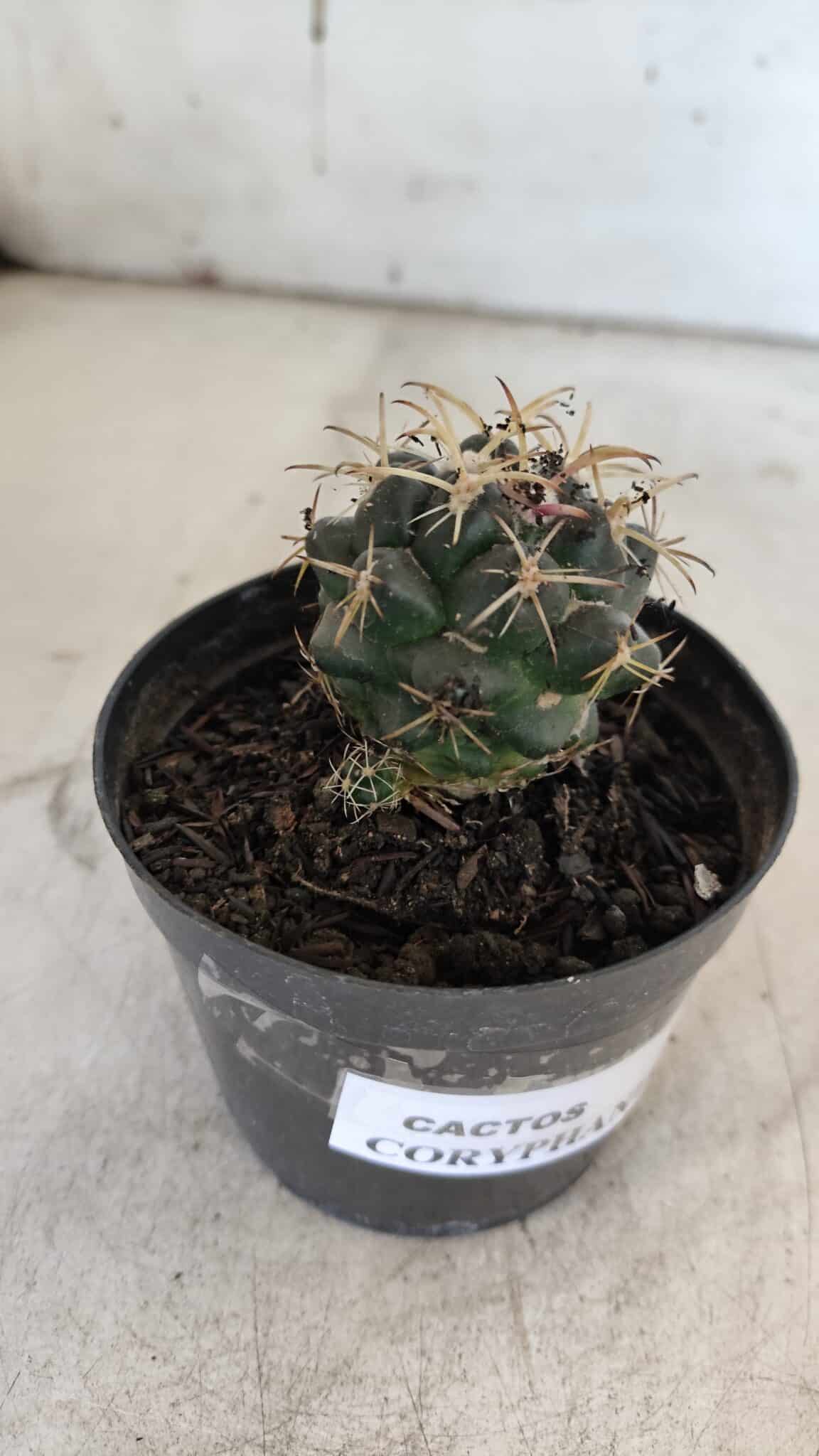 Cactos CORYPHANTHA  Nº 02 – vaso 09