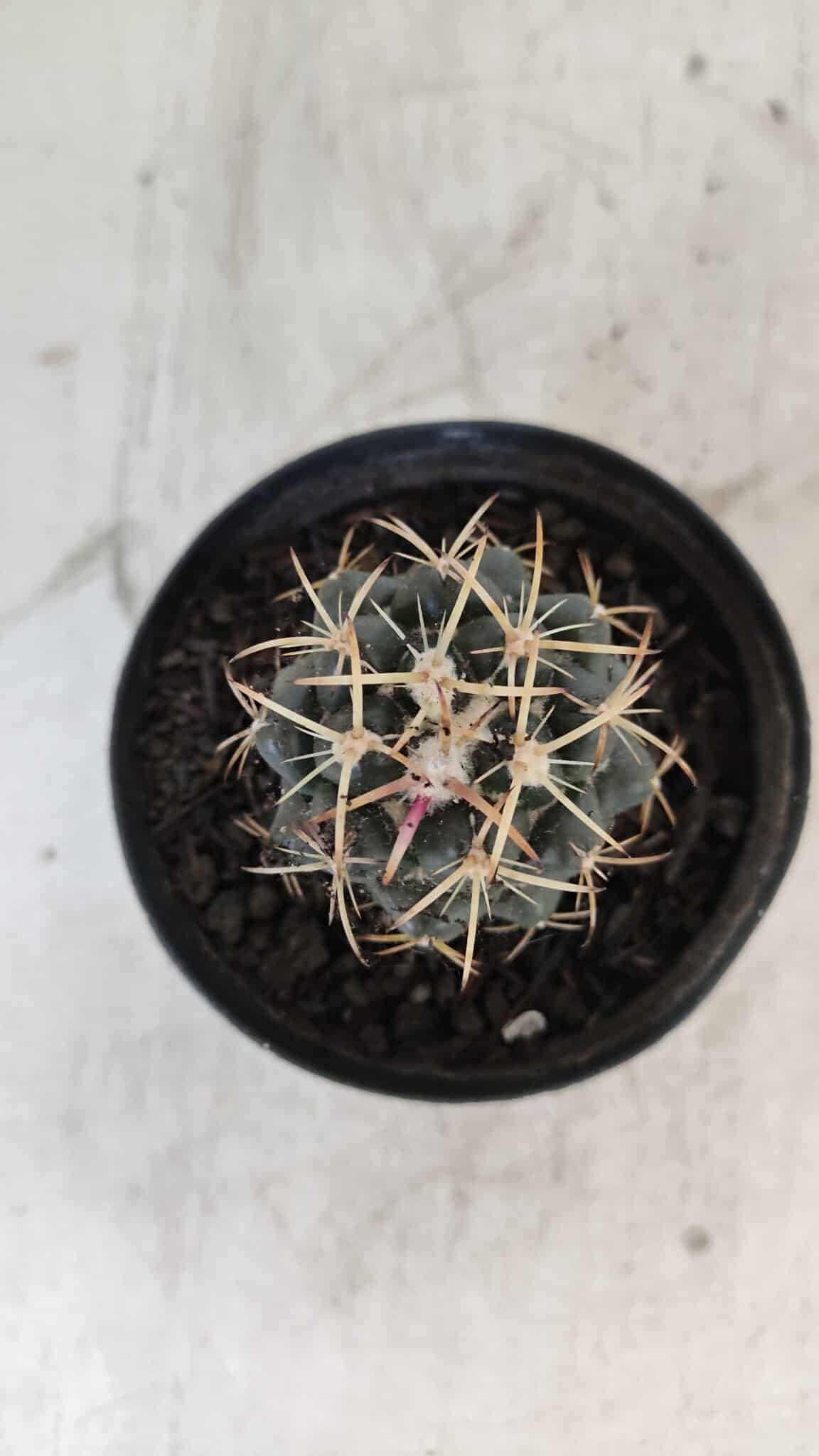 Cactos CORYPHANTHA  Nº 02 – vaso 09