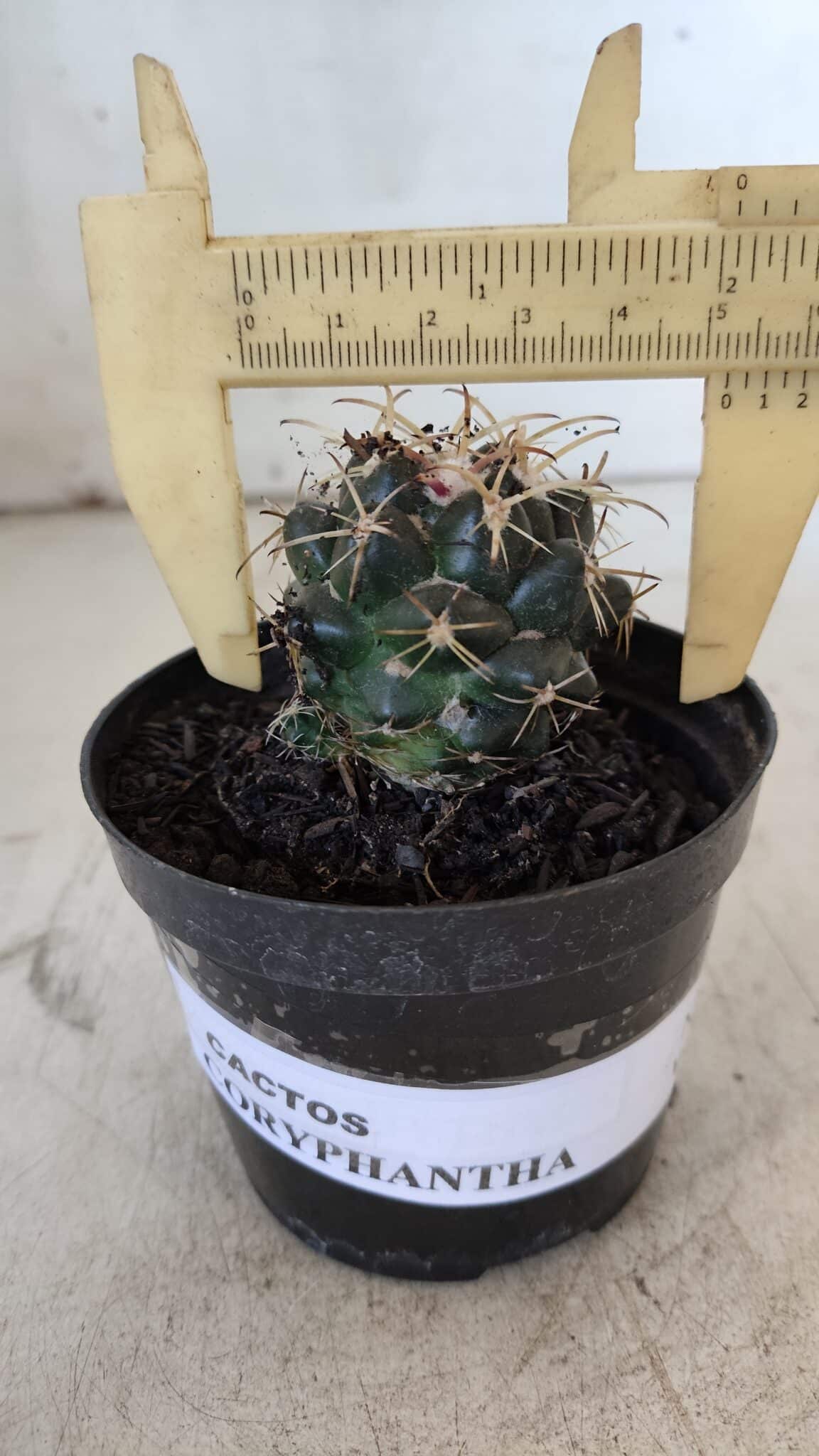 Cactos CORYPHANTHA  Nº 02 – vaso 09