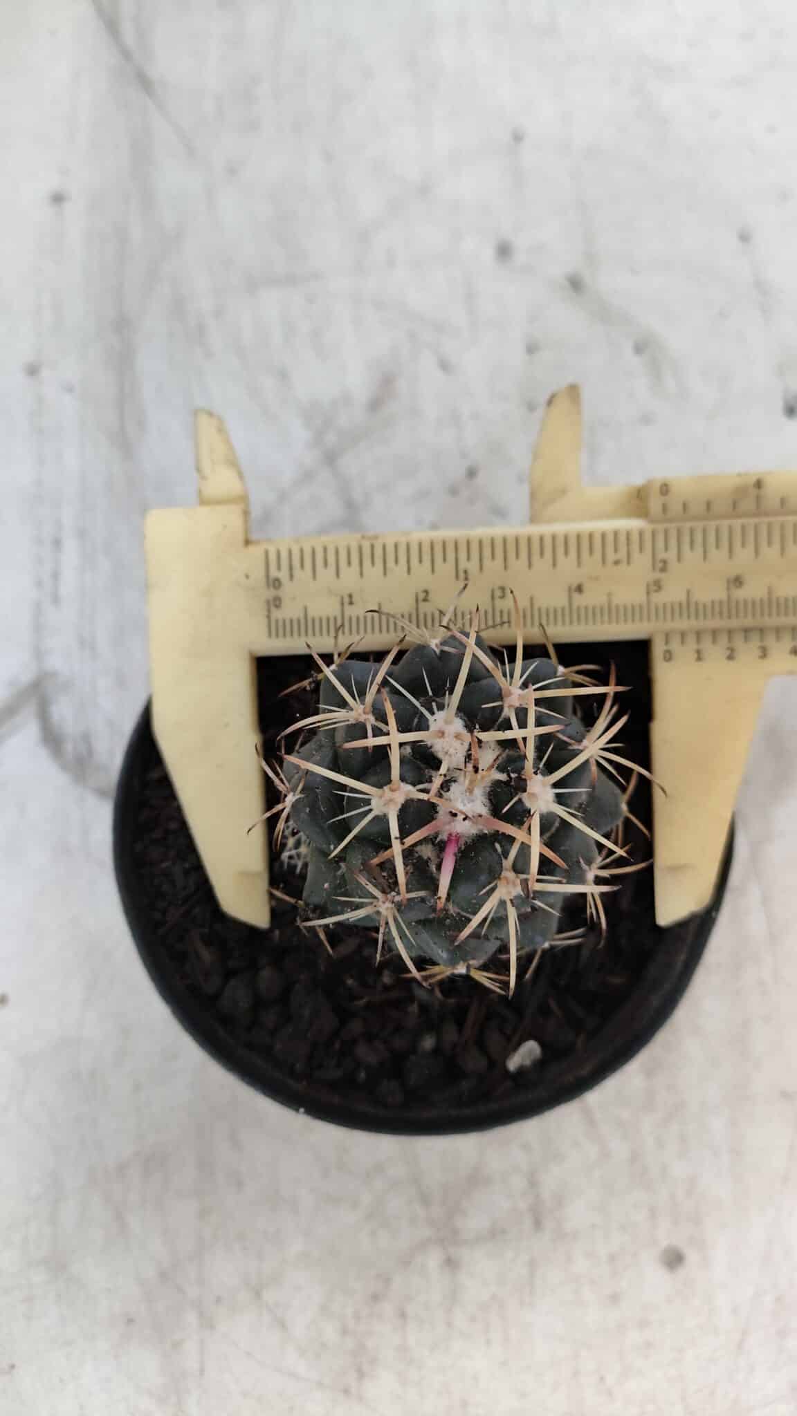 Cactos CORYPHANTHA  Nº 02 – vaso 09