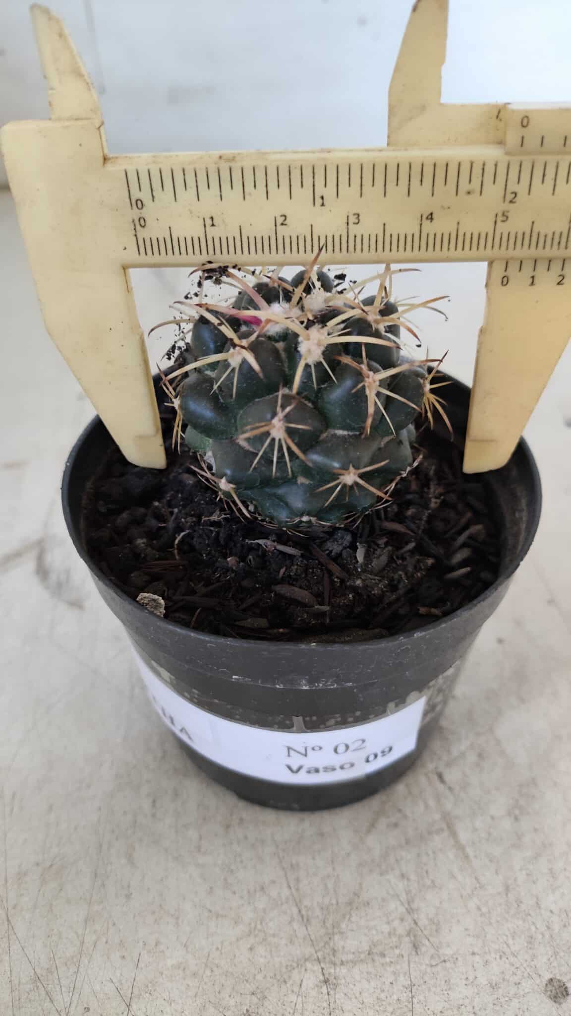 Cactos CORYPHANTHA  Nº 02 – vaso 09