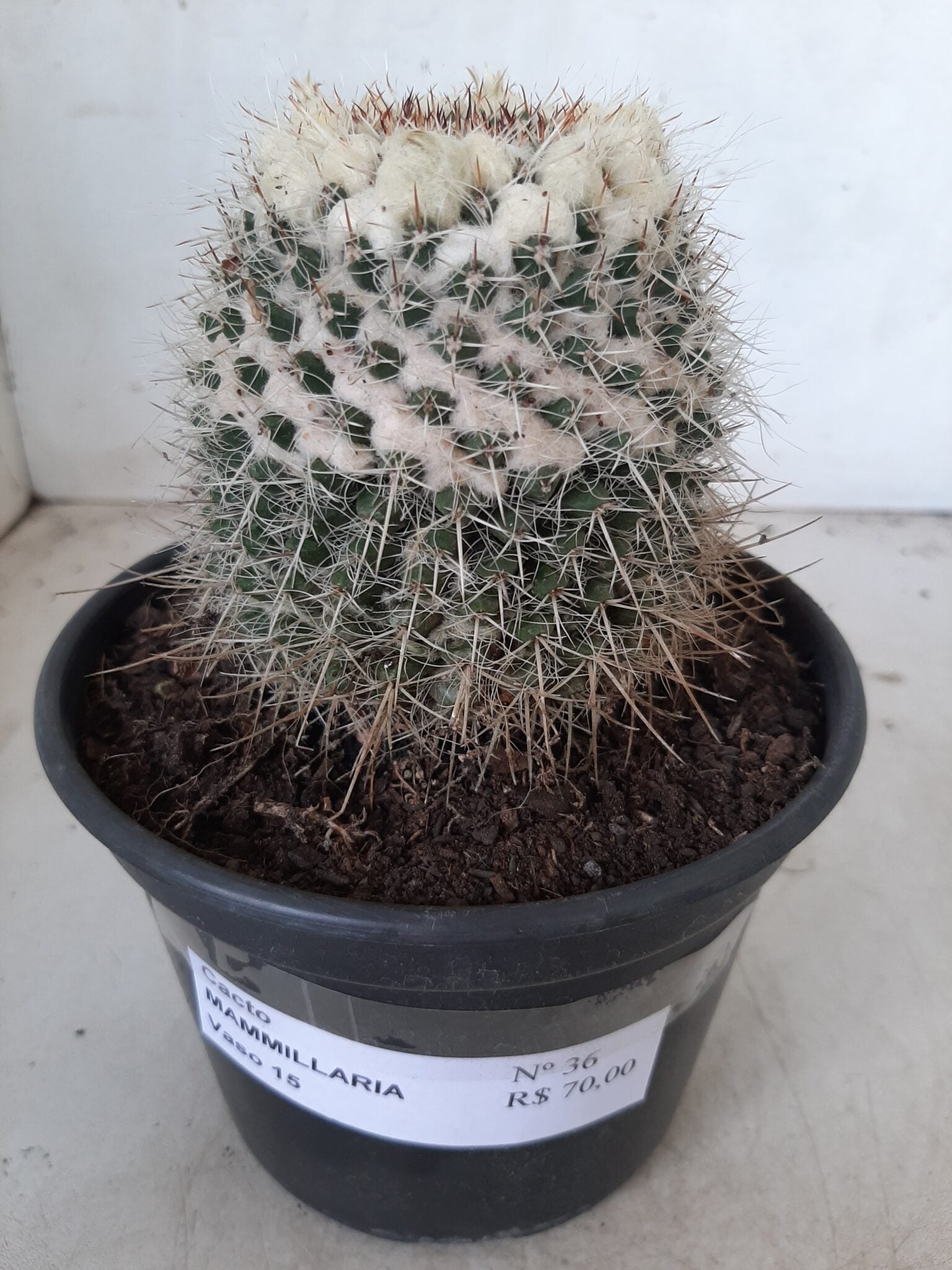 CACTOS Mammillaria Nº 36 – vaso 15
