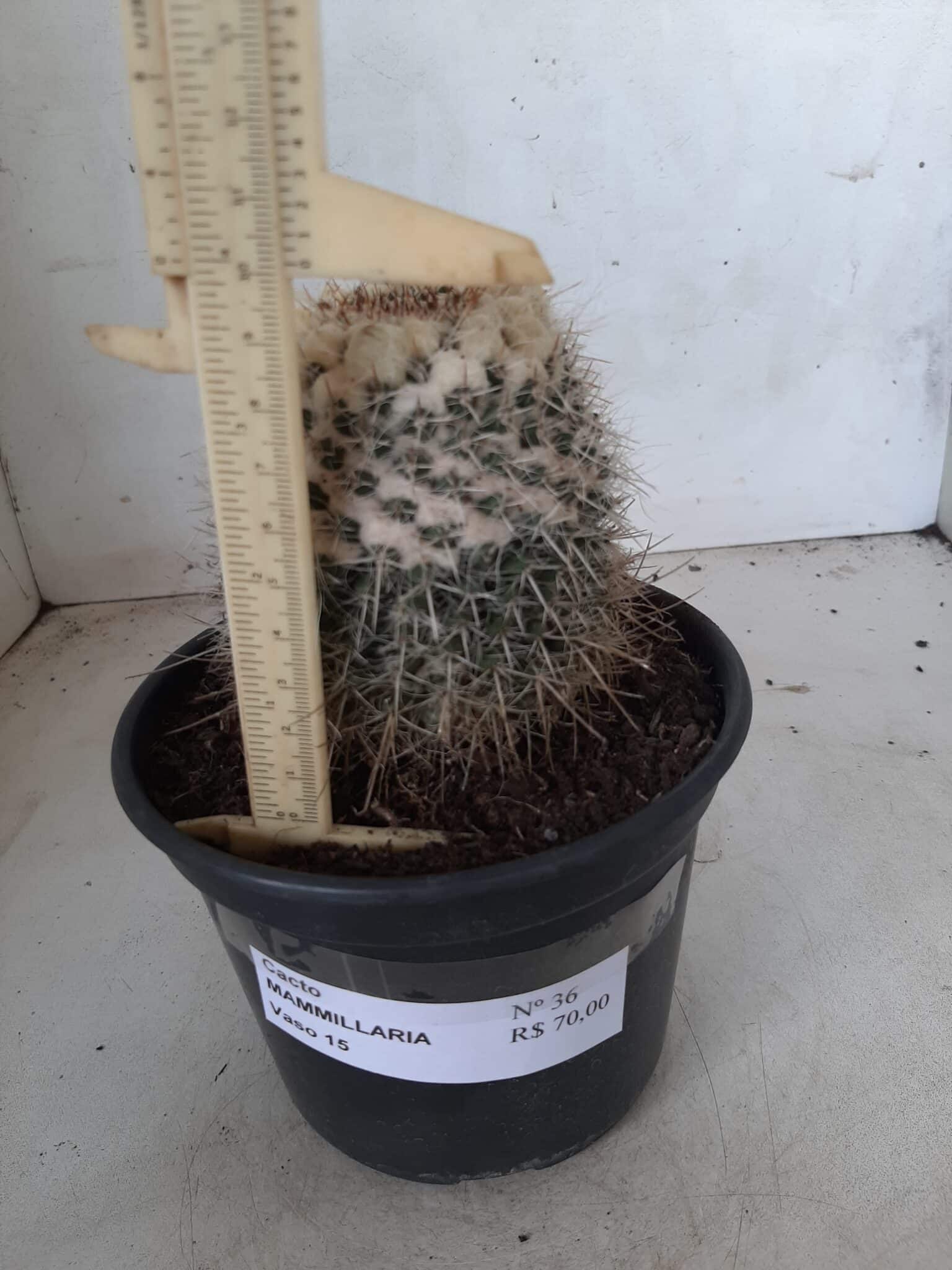 CACTOS Mammillaria Nº 36 – vaso 15
