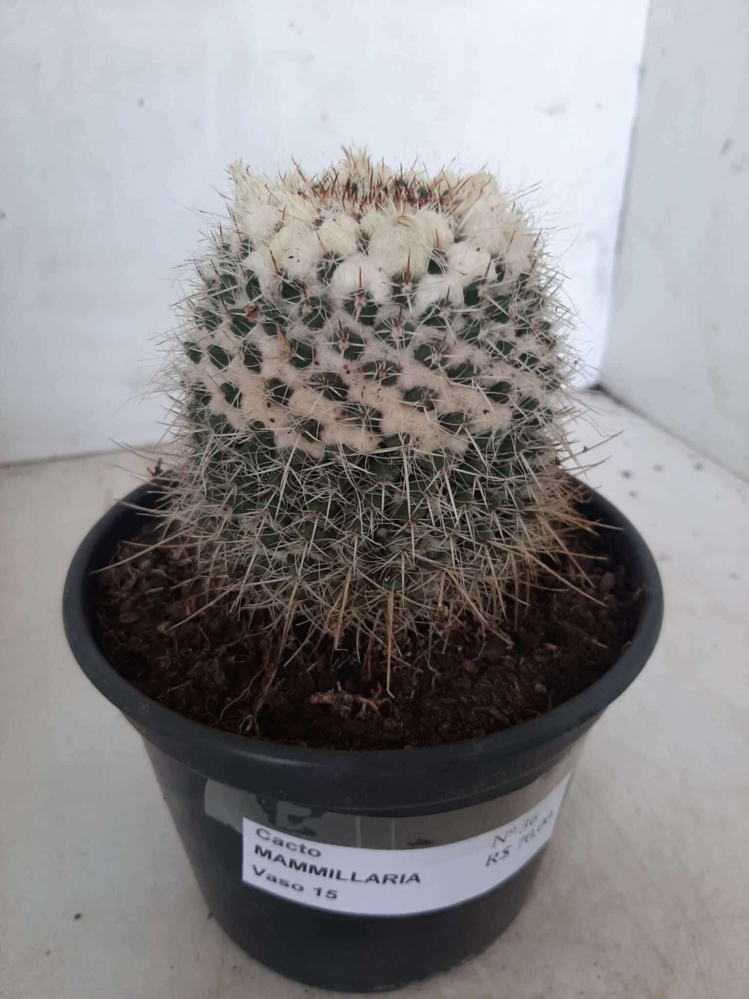 CACTOS Mammillaria Nº 36 – vaso 15